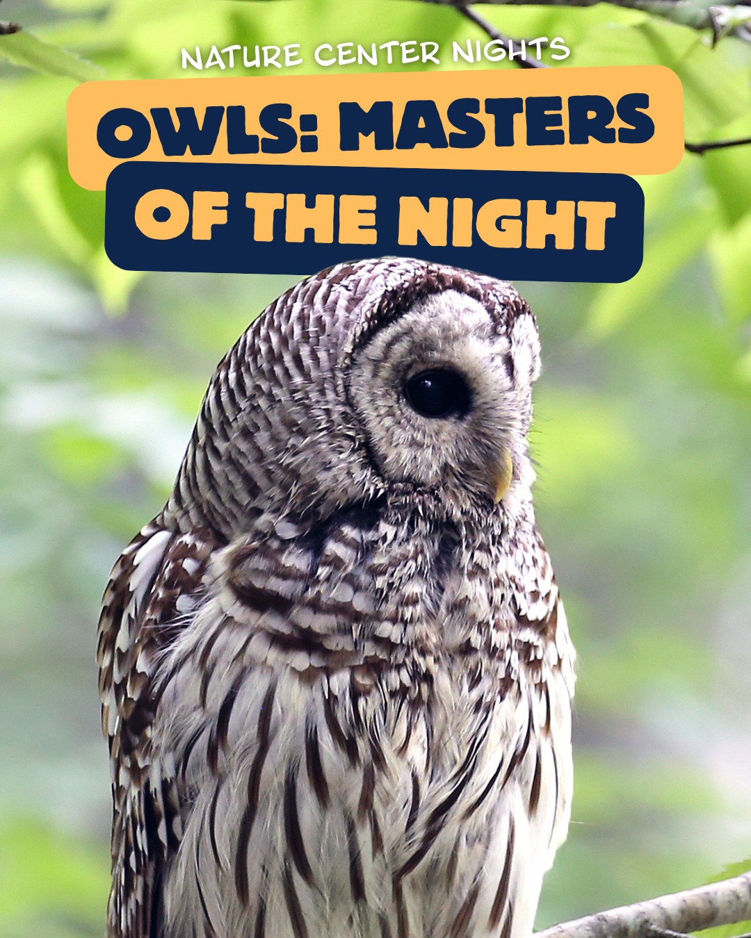 Nature Center Nights - Owls: Masters of the Night