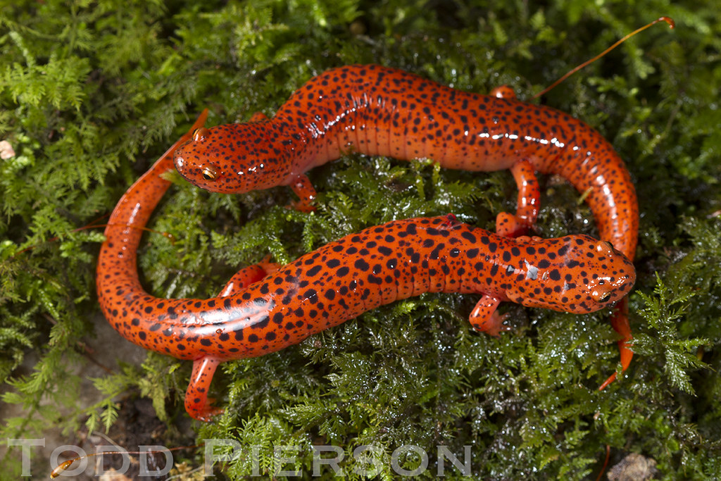 21633520574_2b72edd31c_b