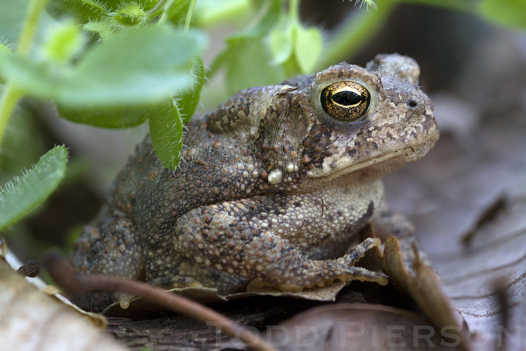 33207136773_2a6c6abcd0_b