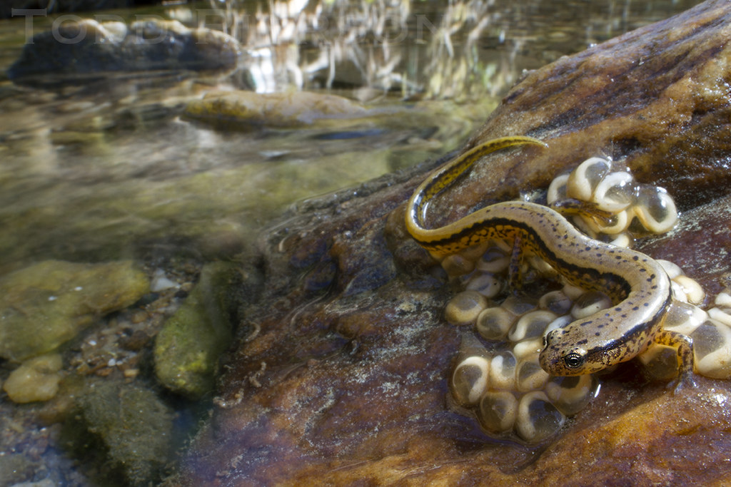 33497533495_d6fe991fdb_b