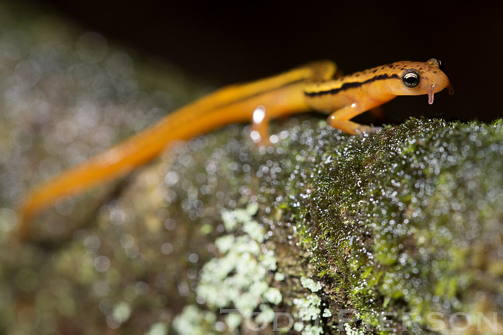 44066909004_6f5b3dcfe3_b