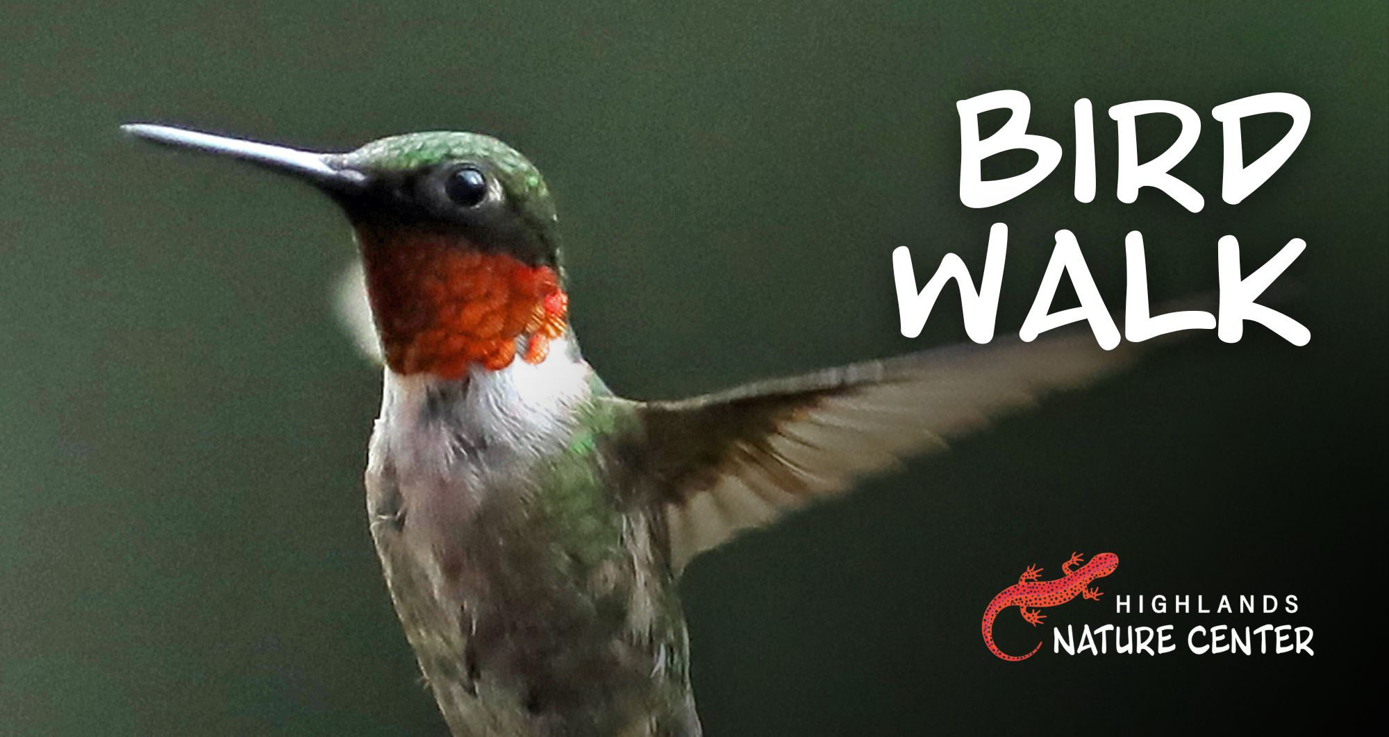Bird Walk