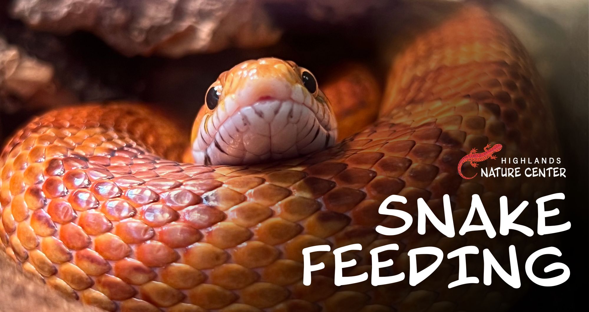 Snake Feedings – November 2025