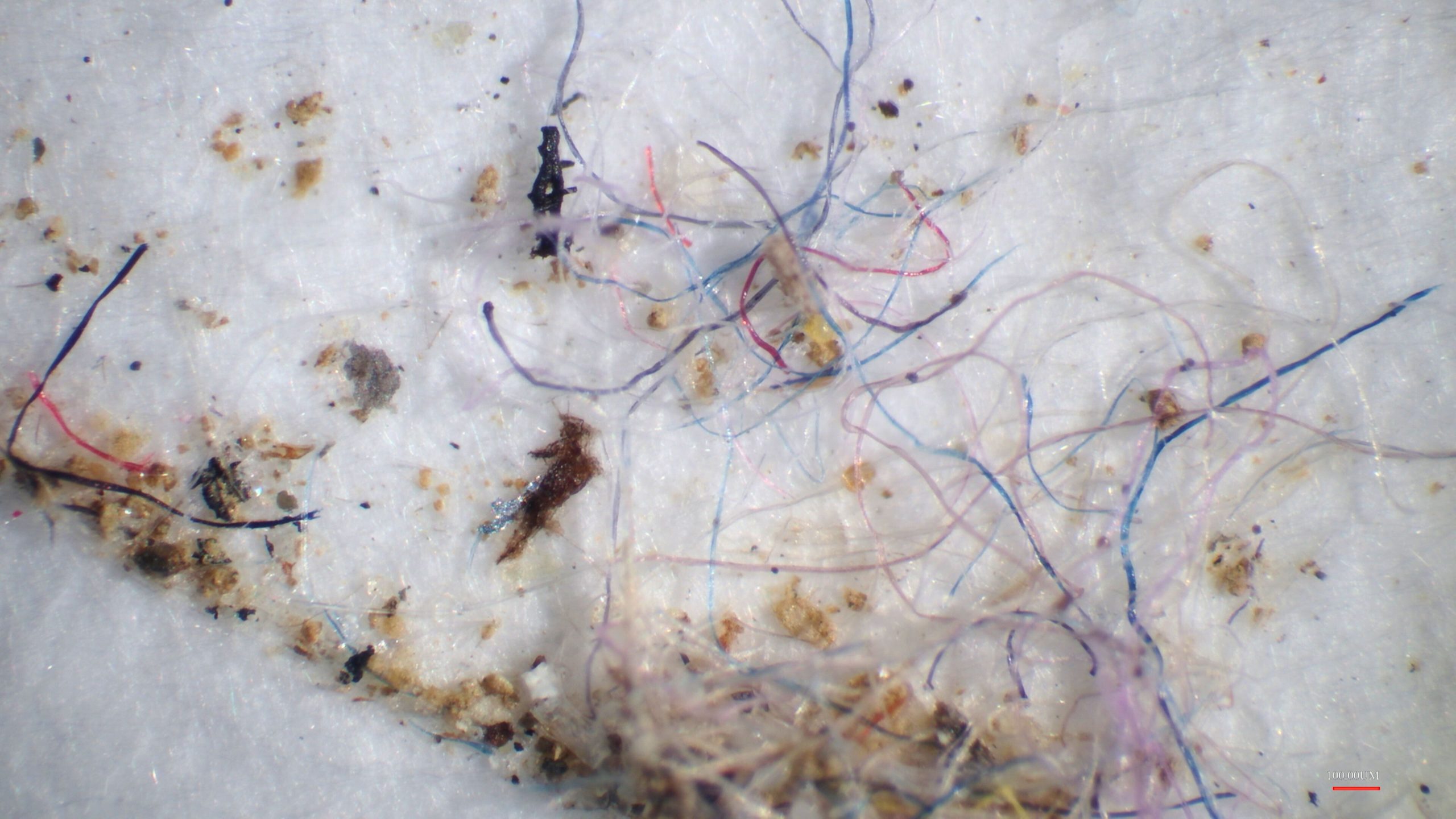 2025 IE Students Collecting Mussels in Tuckaseegee