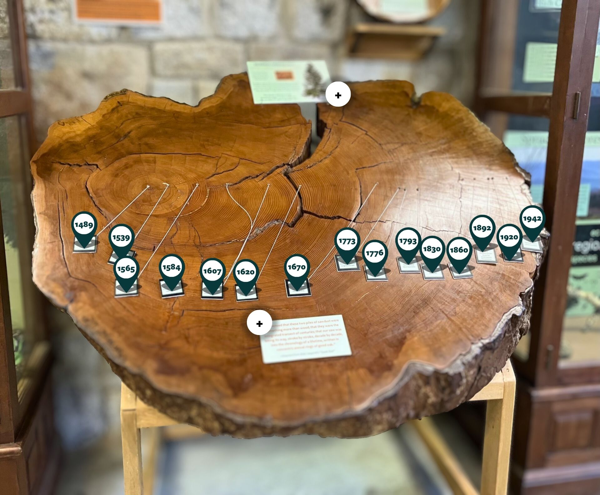 Hemlock cross-section with labeled tree rings and interactive hotspots