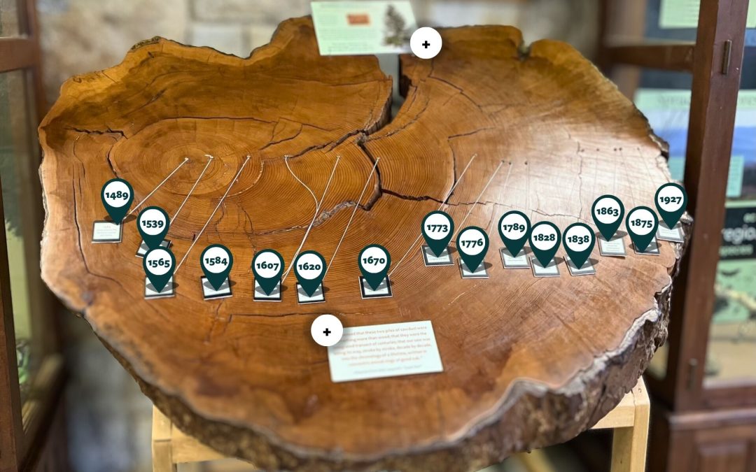 Explore the Hemlock Rings