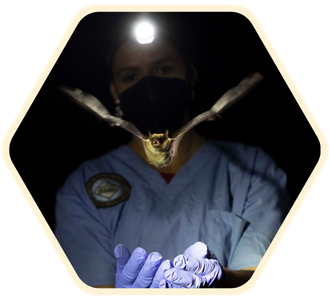 Research in the southern Appalachians