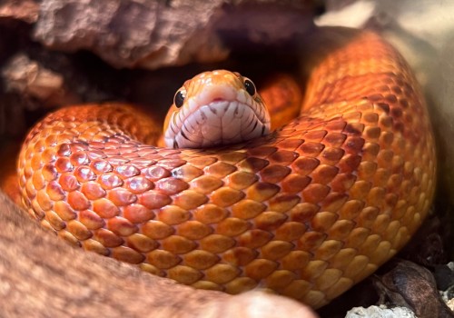 Snake Feeding - Daily Programs at the Nature Center - HBF Spring Campaign