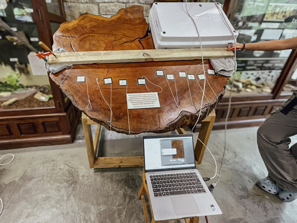 A historic eastern hemlock cross-section from the Highlands Nature Center collection, its tightly spaced growth rings spanning more than five centuries.