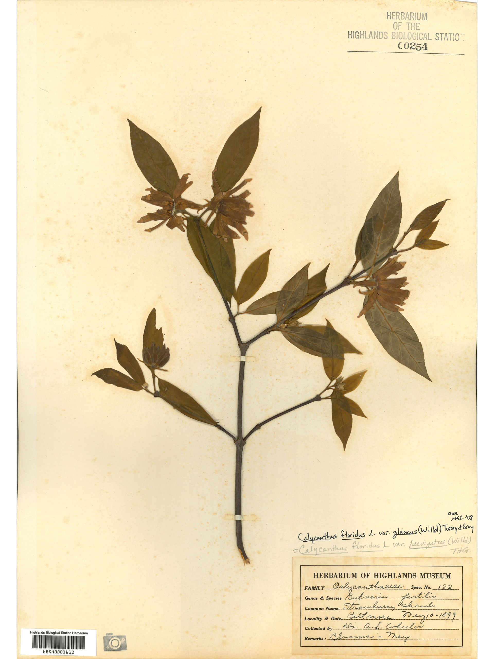Highlands Biological Station Herbarium specimens