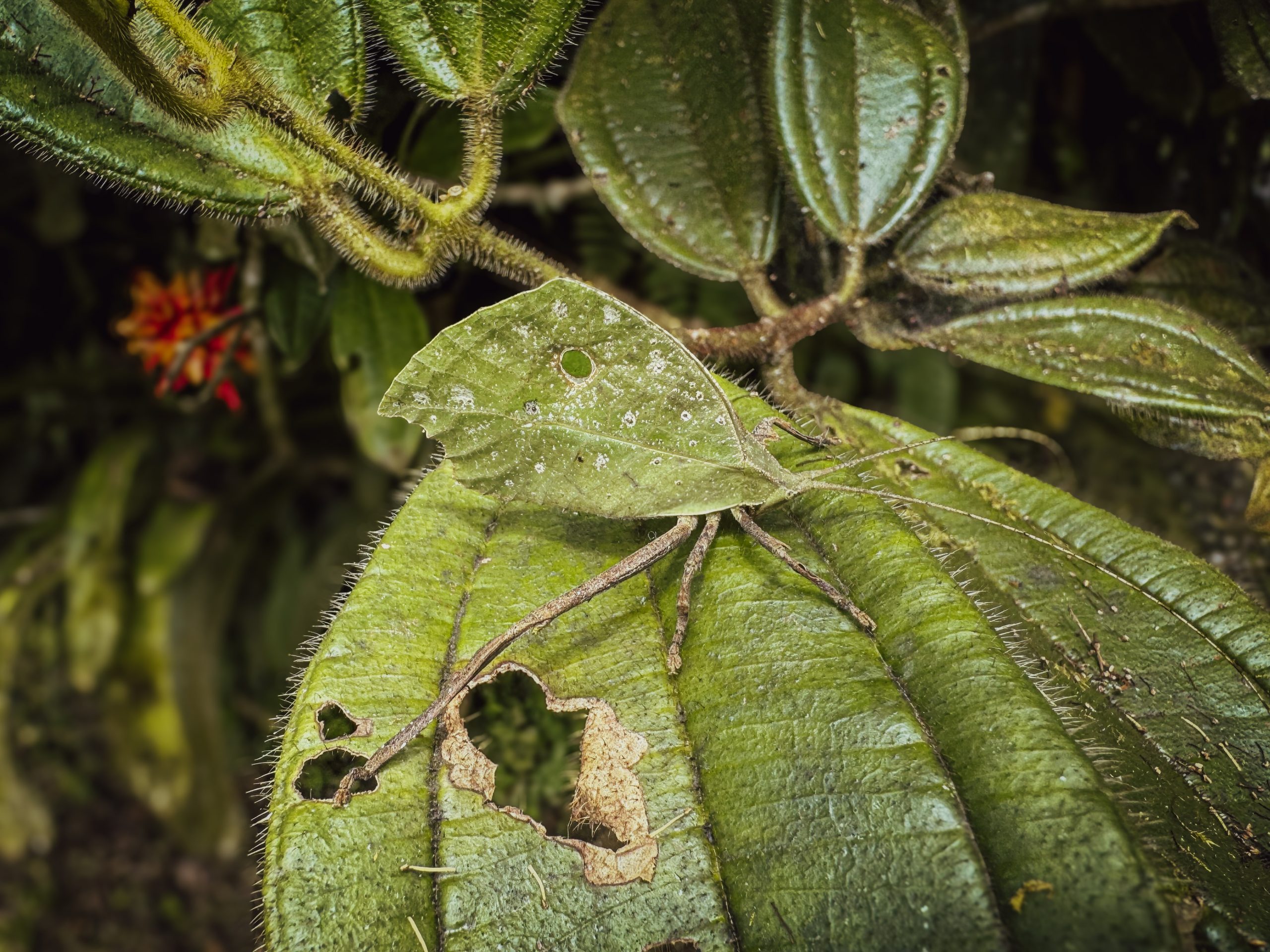 Cryptic katydid, Ecuador
