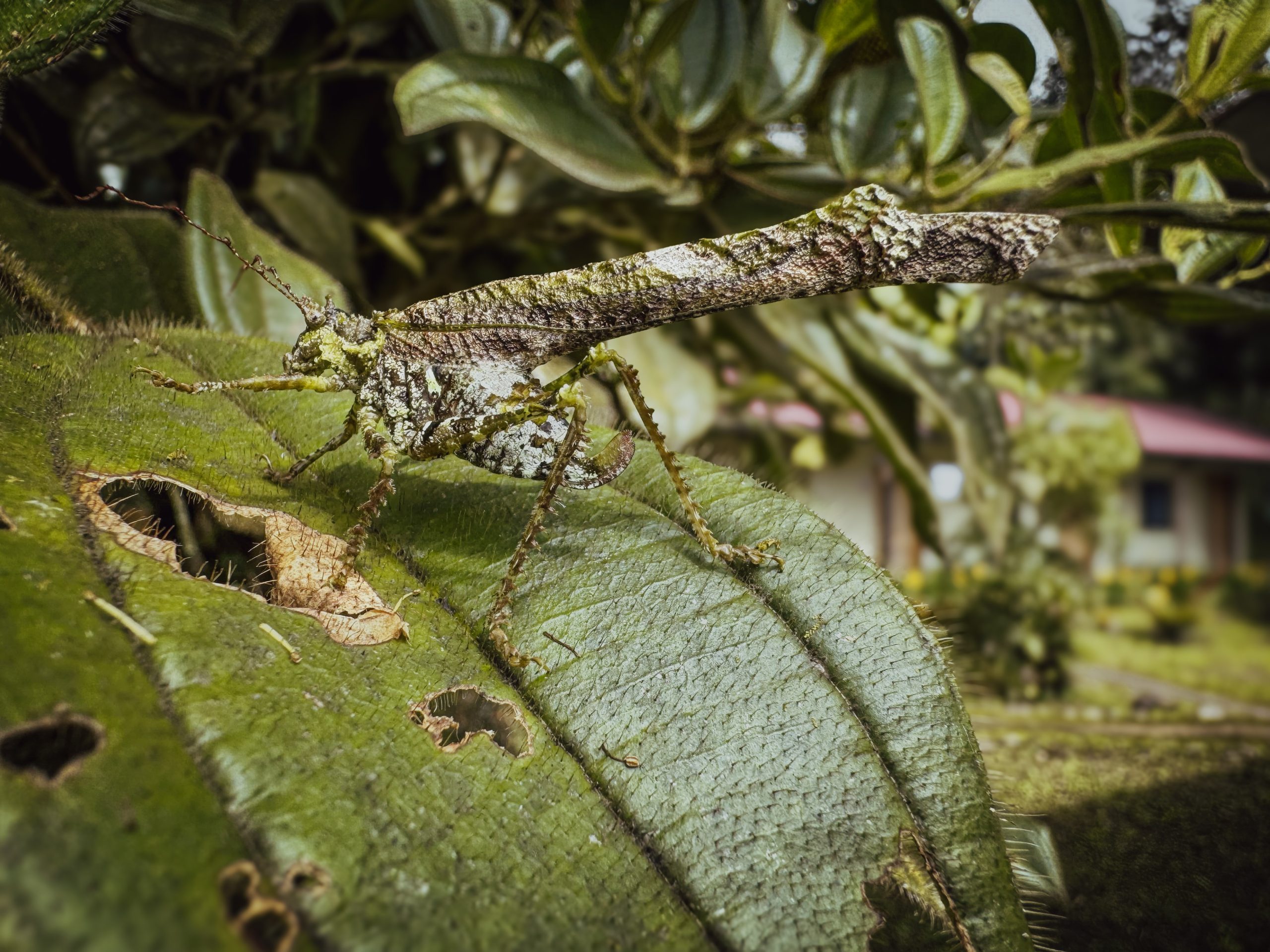 Cryptic katydid, Ecuador