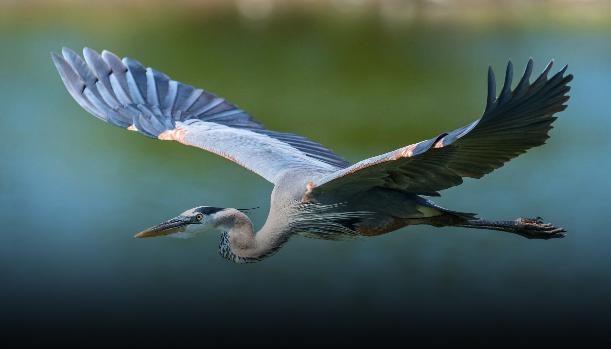 A great blue heron at the water’s edge