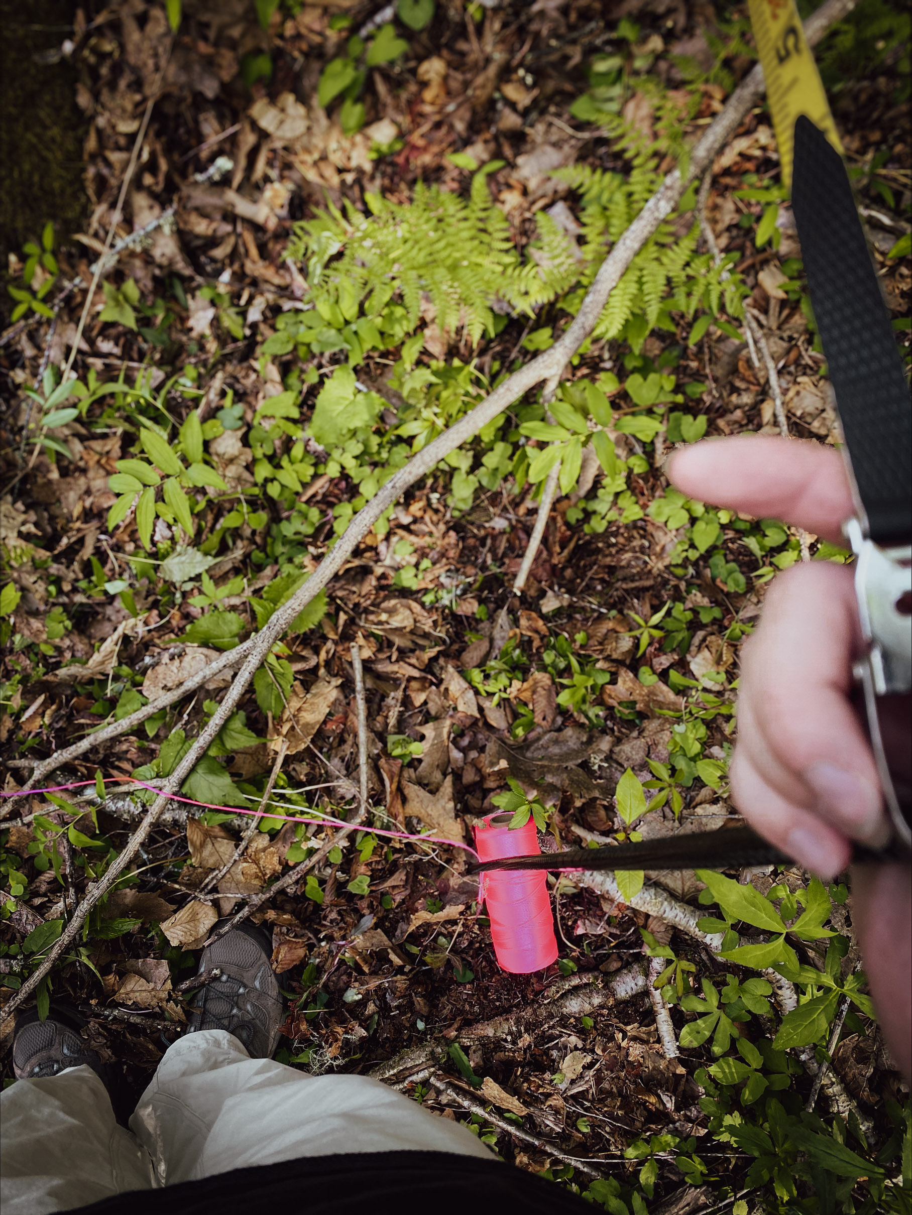 Survey cord and field tools used to document precise capture locations within a study plot.