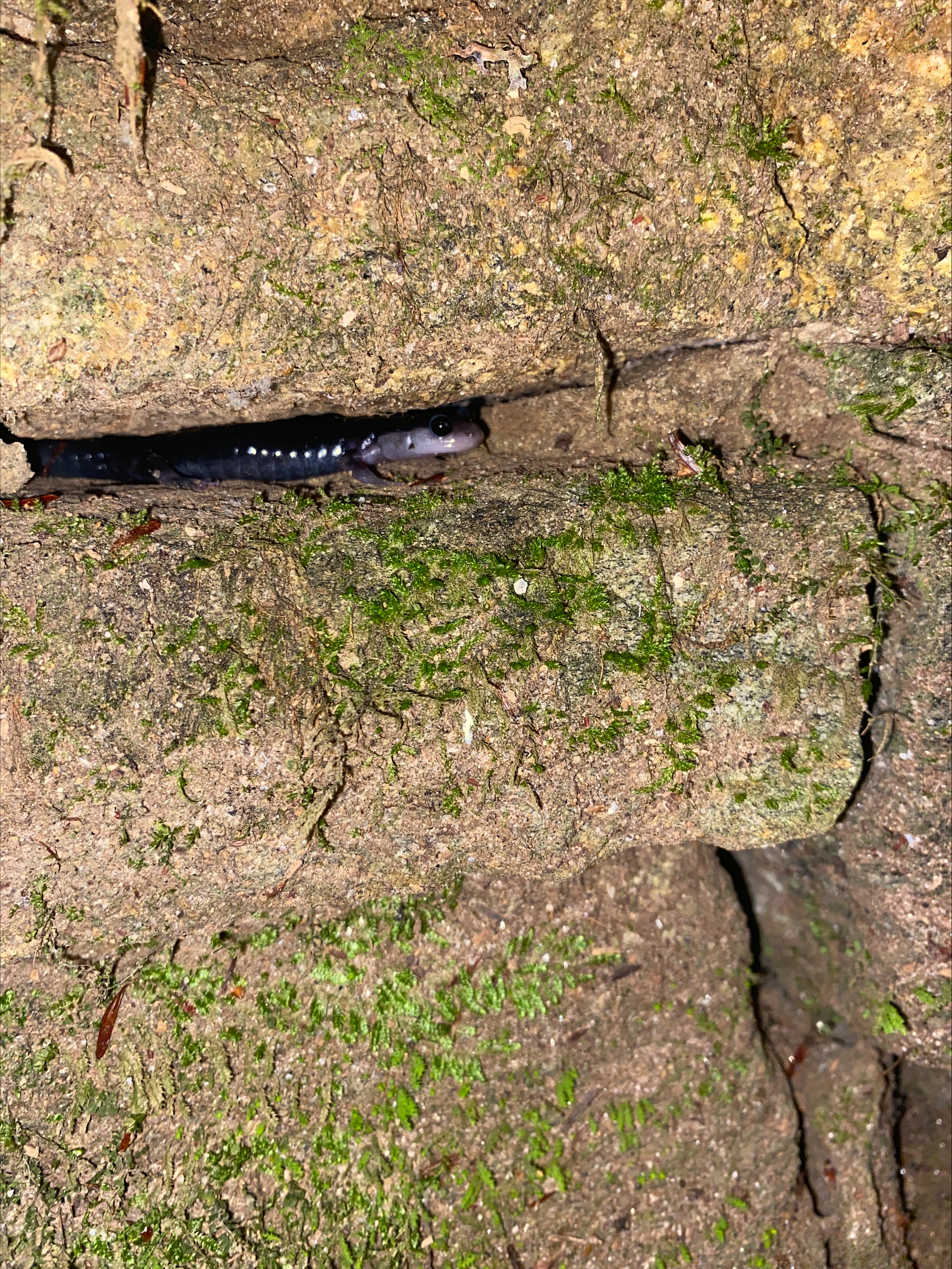 A Southern Gray-Cheeked Salamander shelters inside a narrow rock crevice.