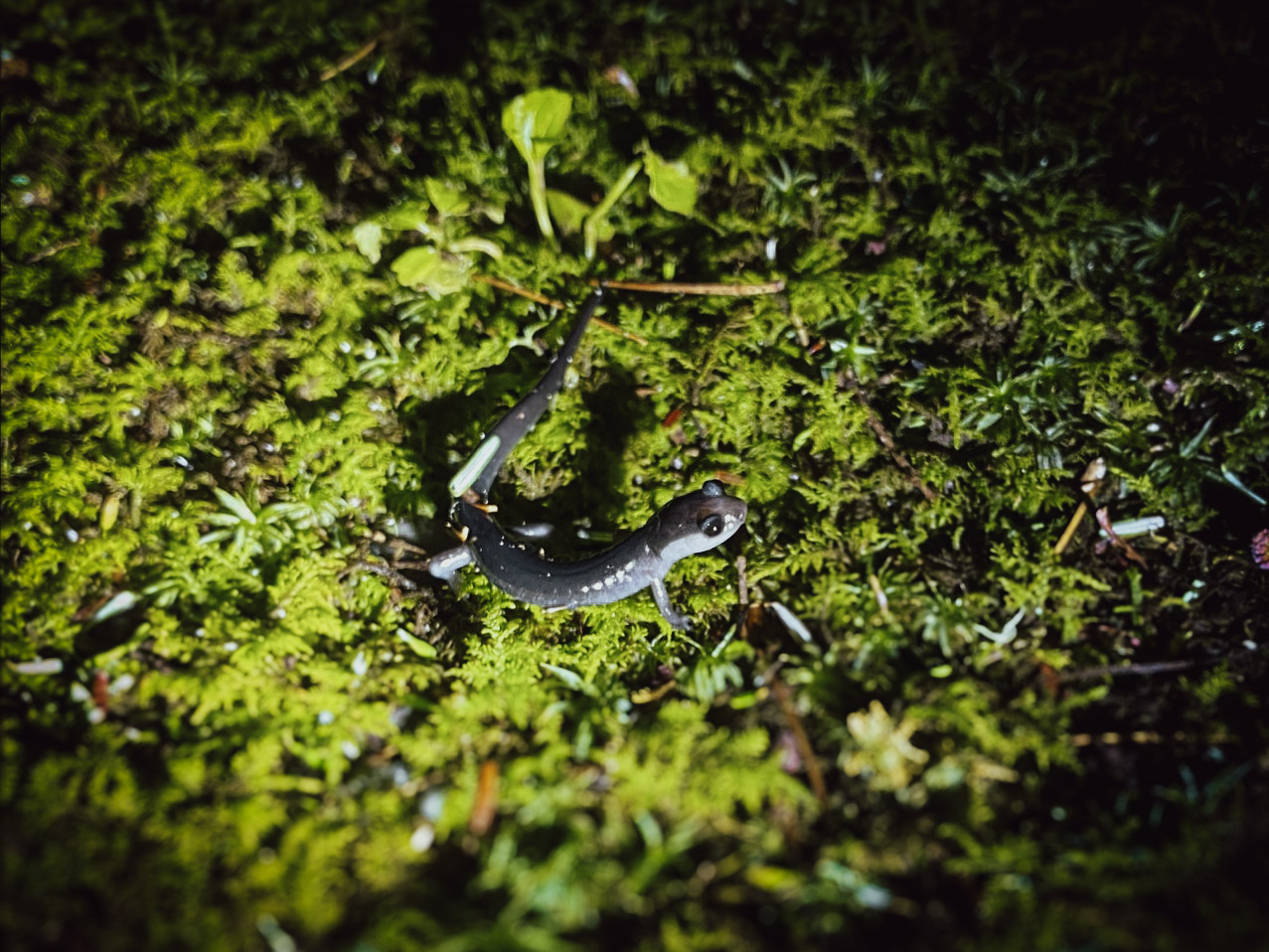 A salamander moves across a carpet of moss during a nighttime survey.