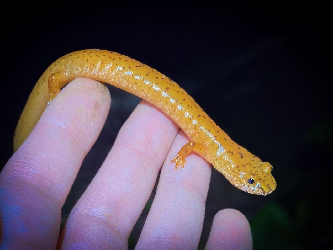 A brightly colored salamander held carefully during a night survey.