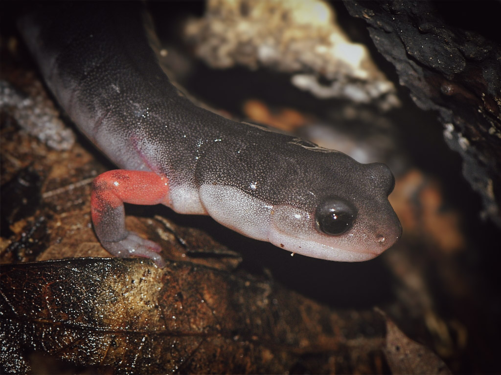 Close-up of a dark salamander with reddish legs resting on wet leaves and wood.