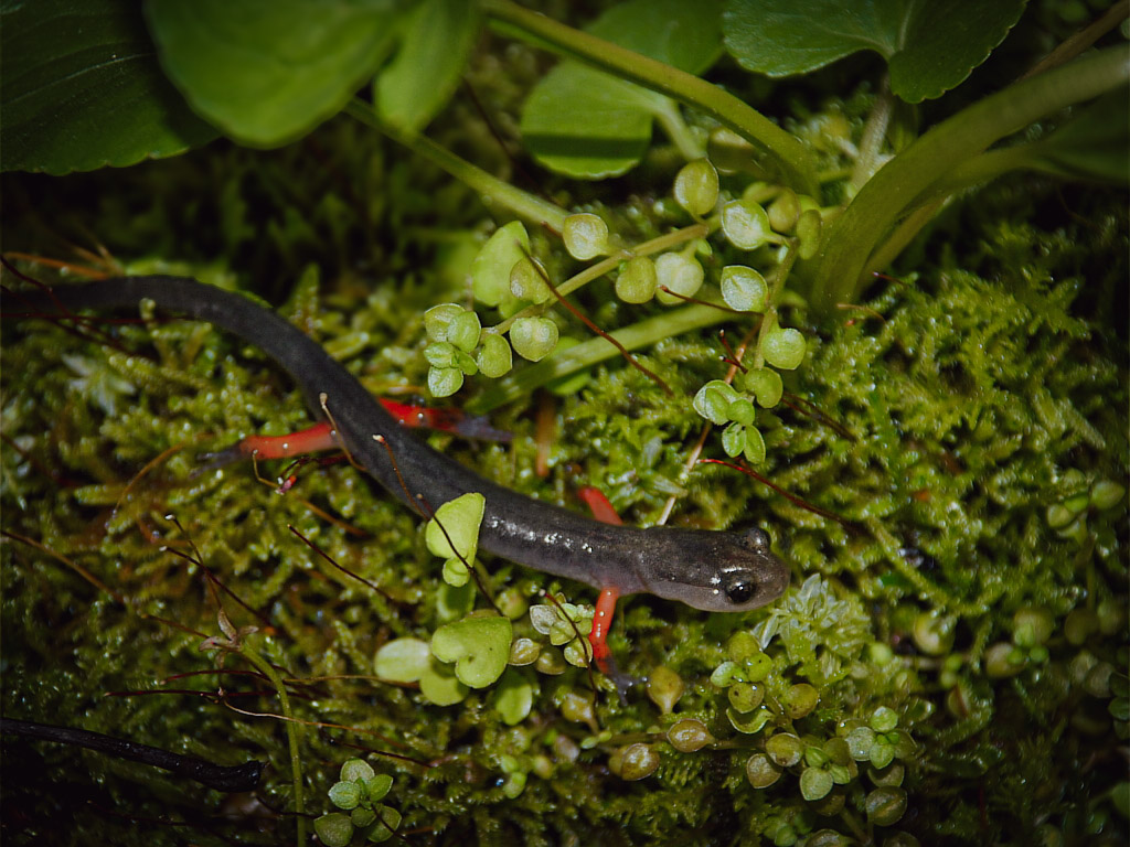 A small dark salamander with orange-red legs rests among moss and bright green forest-floor plants.