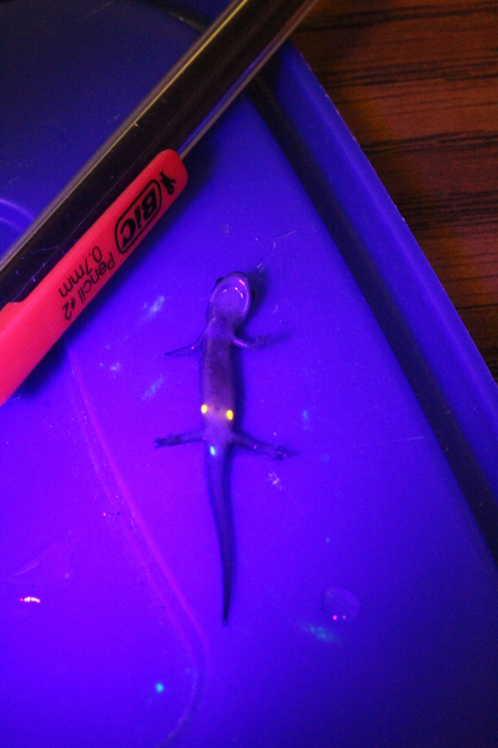 A small salamander illuminated by ultraviolet light displays several brightly glowing identification marks on its body, beside a pencil for scale.