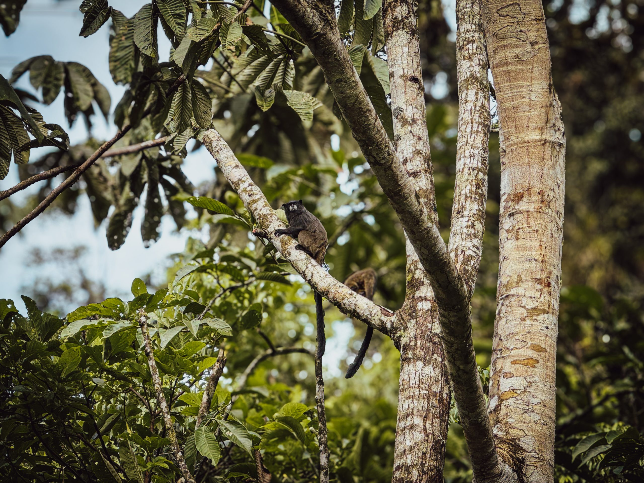 Napo tamarins, Ecuador