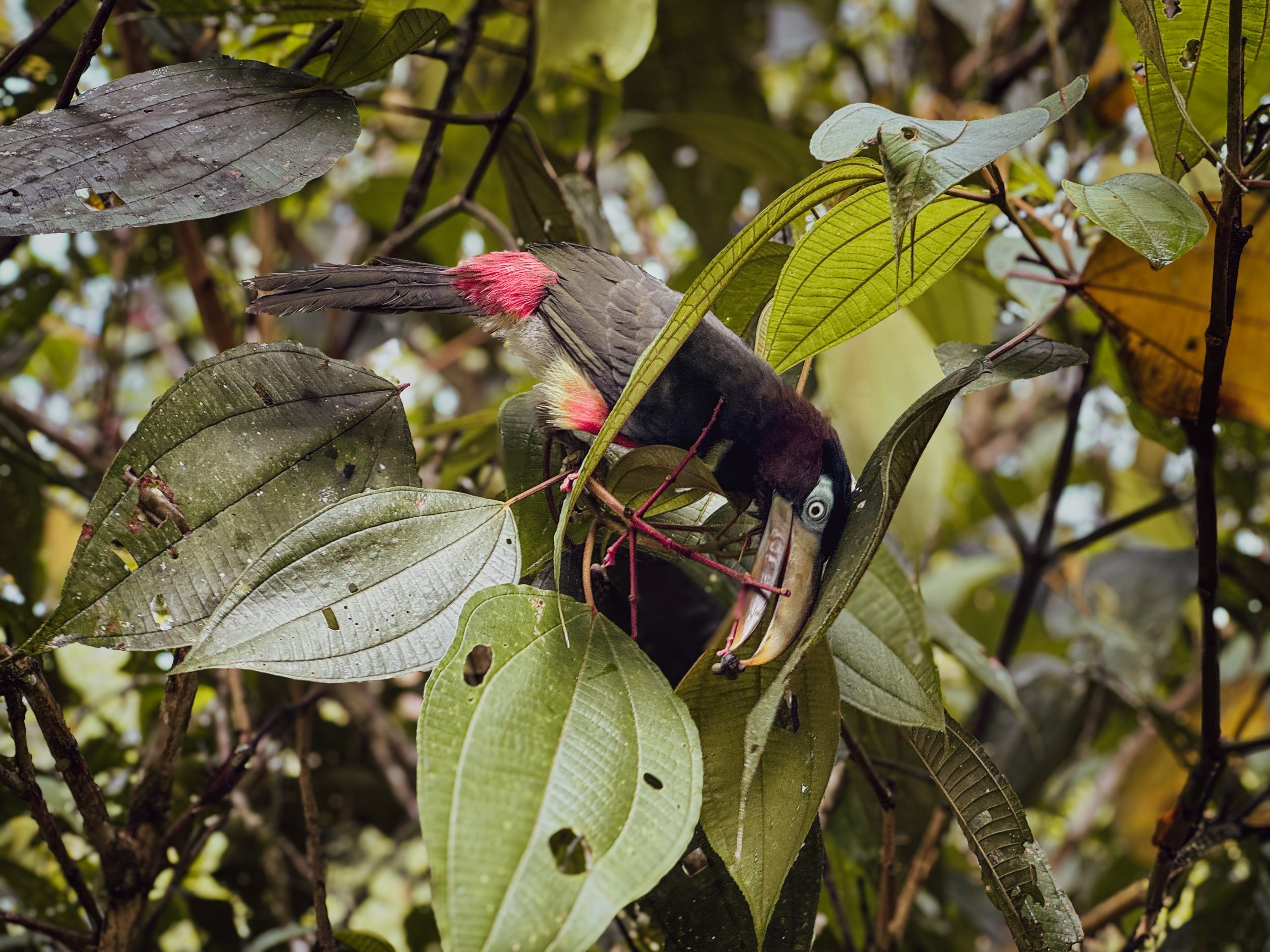 Aracari, Amazon foothills