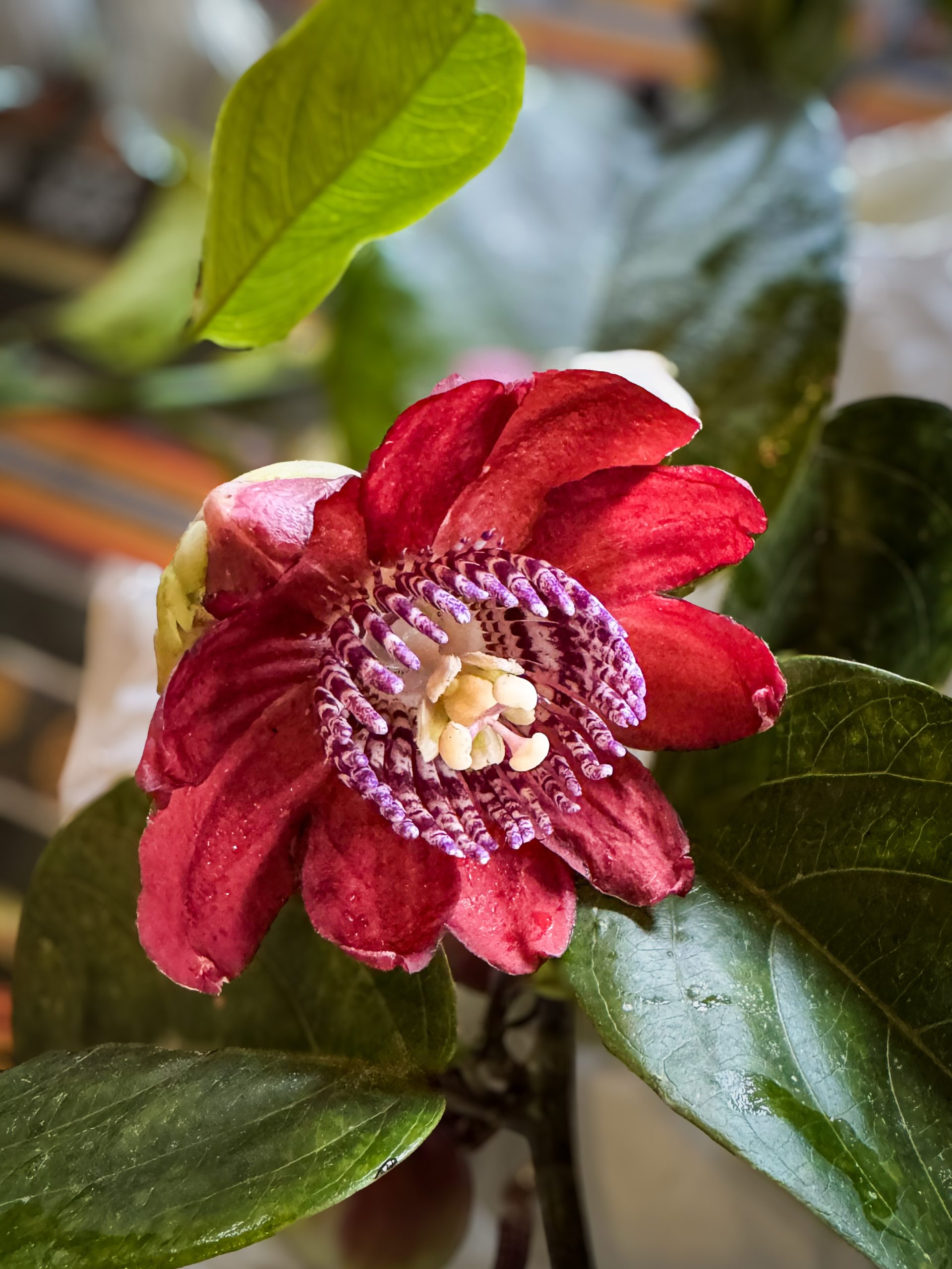 Tropical passionflower