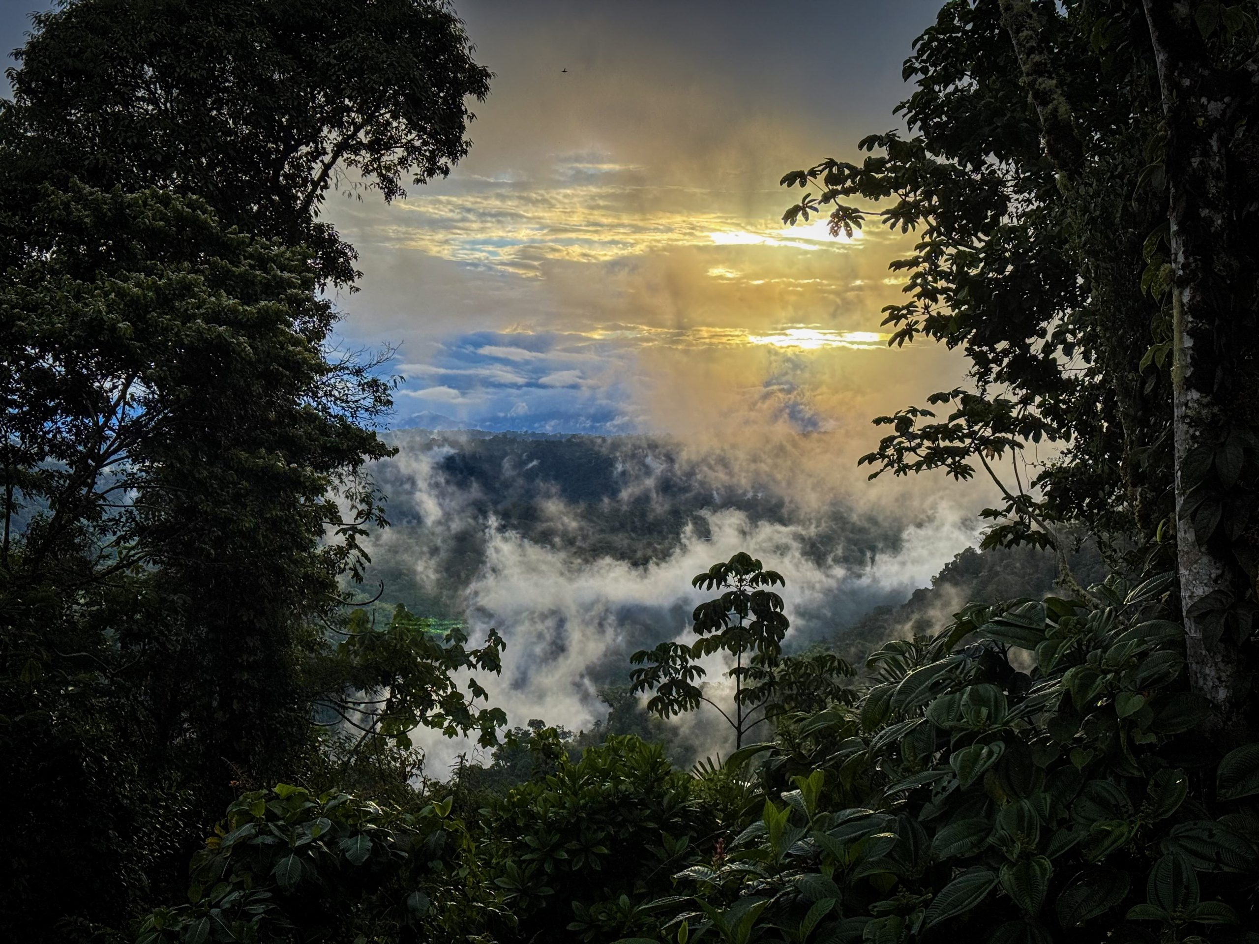 Storm clearing, rainforest