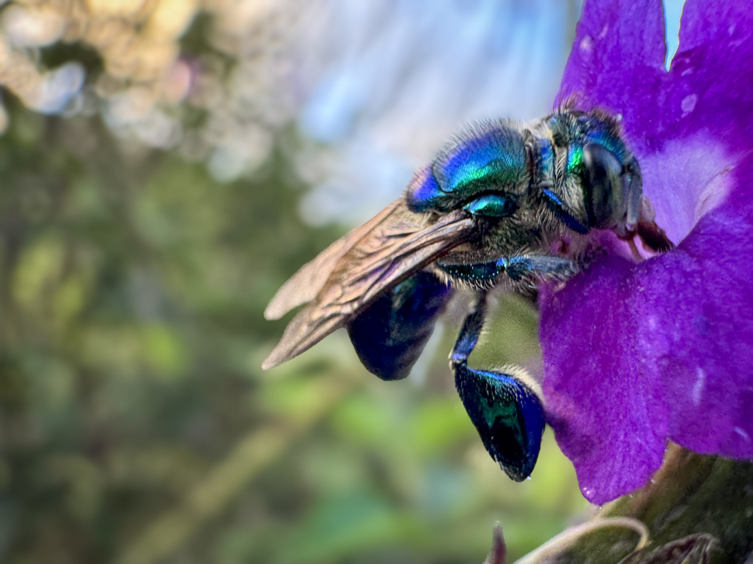 Orchid bee, Ecuador