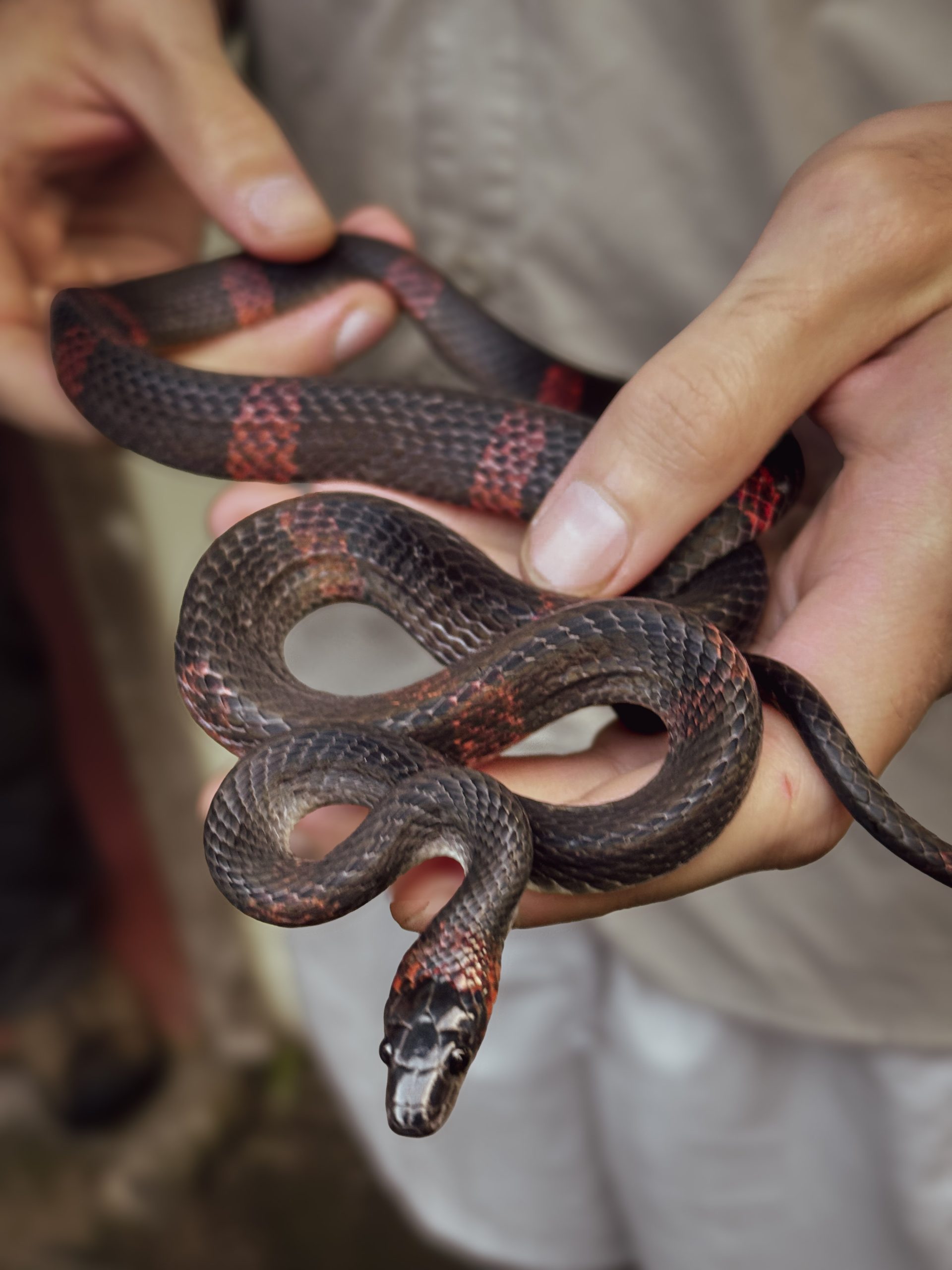 False coral snake, Wildsumaco
