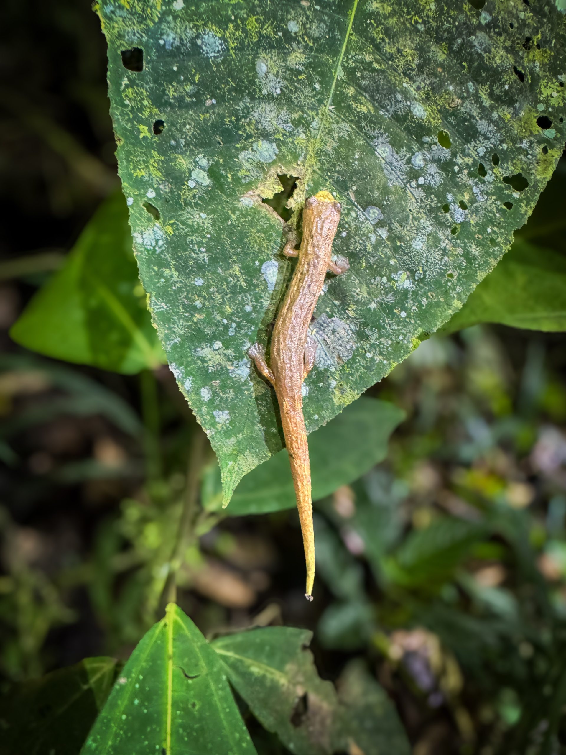 Bolitoglossus salamander