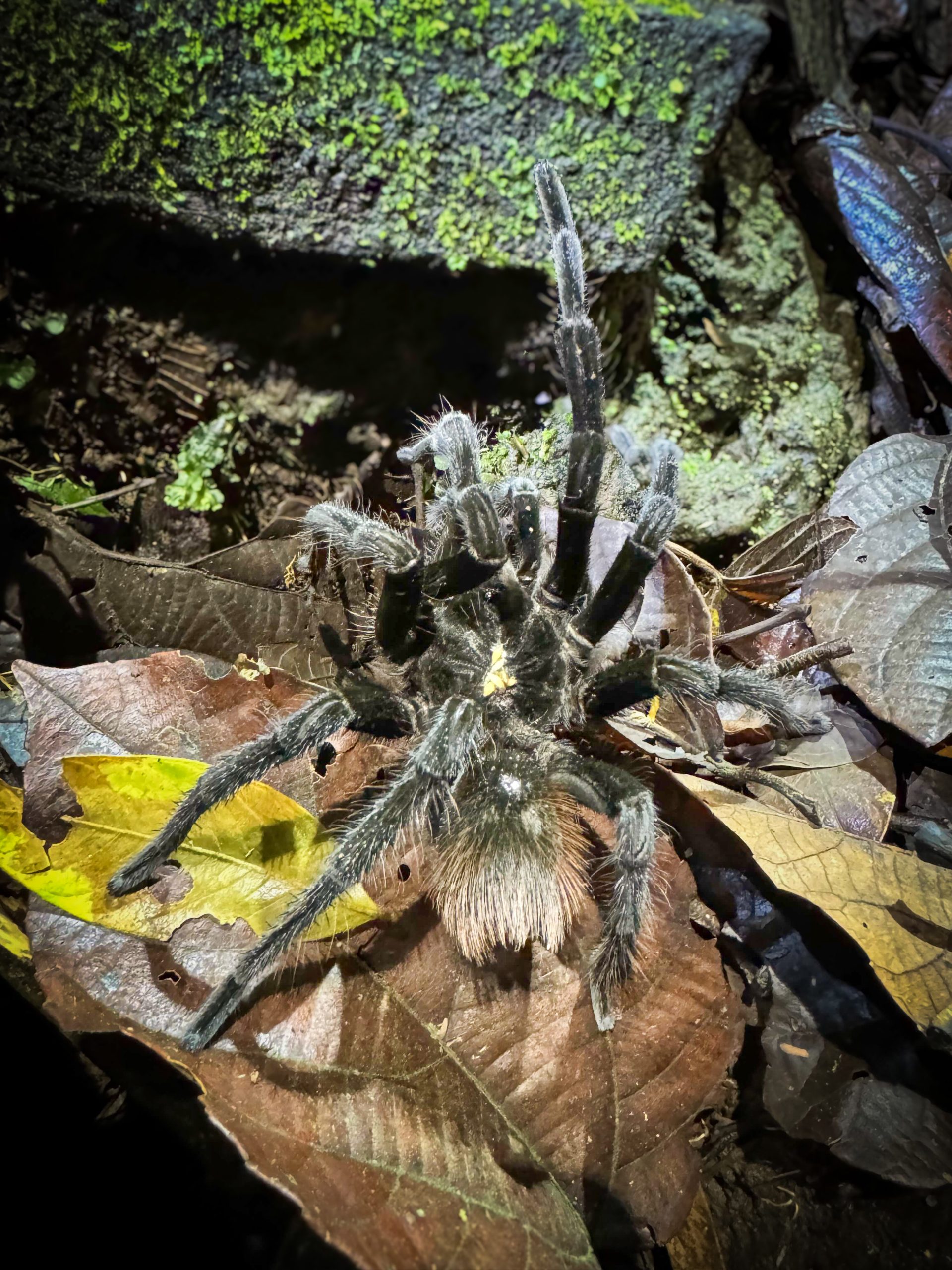 Tarantula on the trail