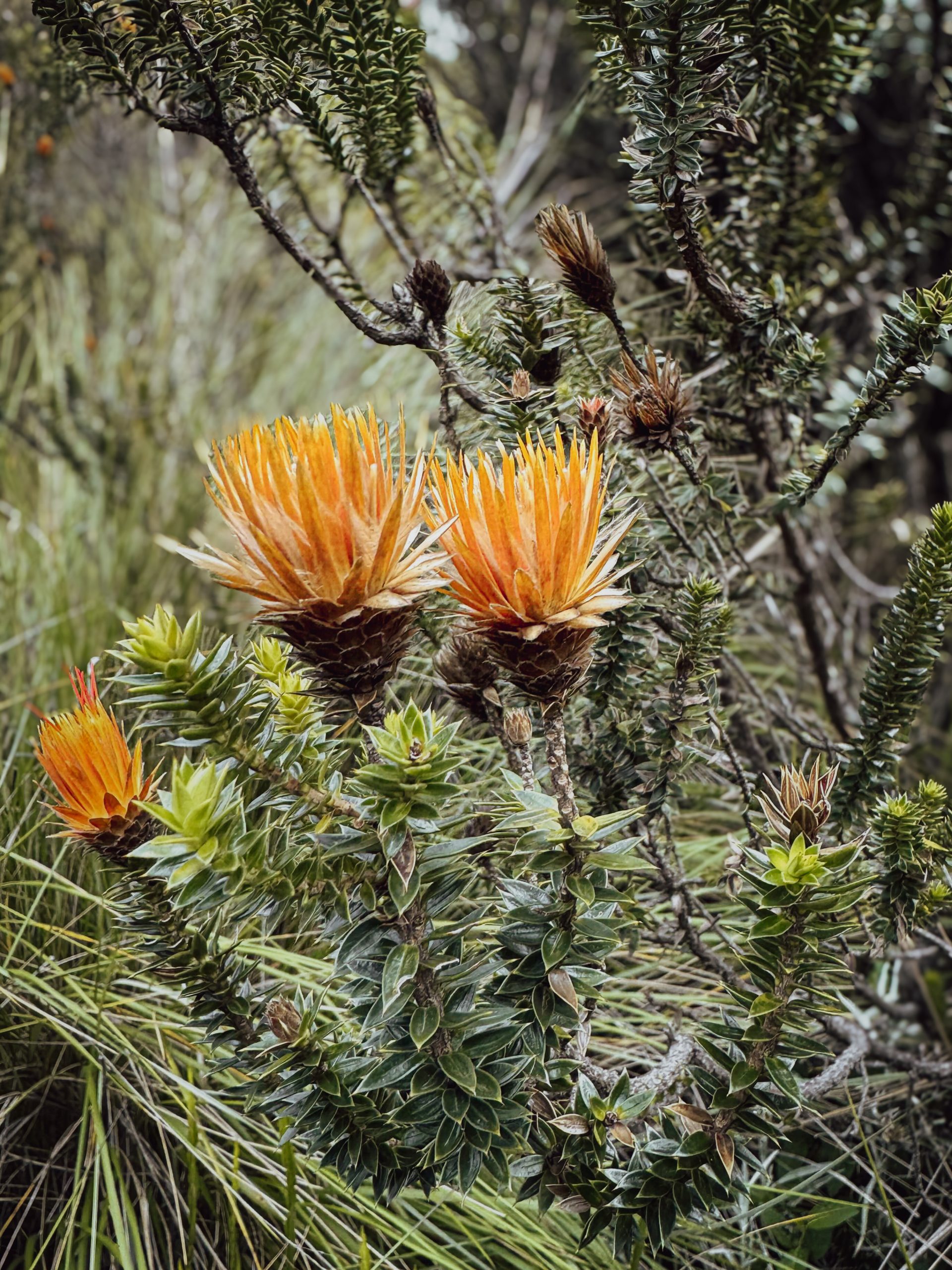 Orange Chuquiraga flowers and spiky green leaves grow among páramo grasses.