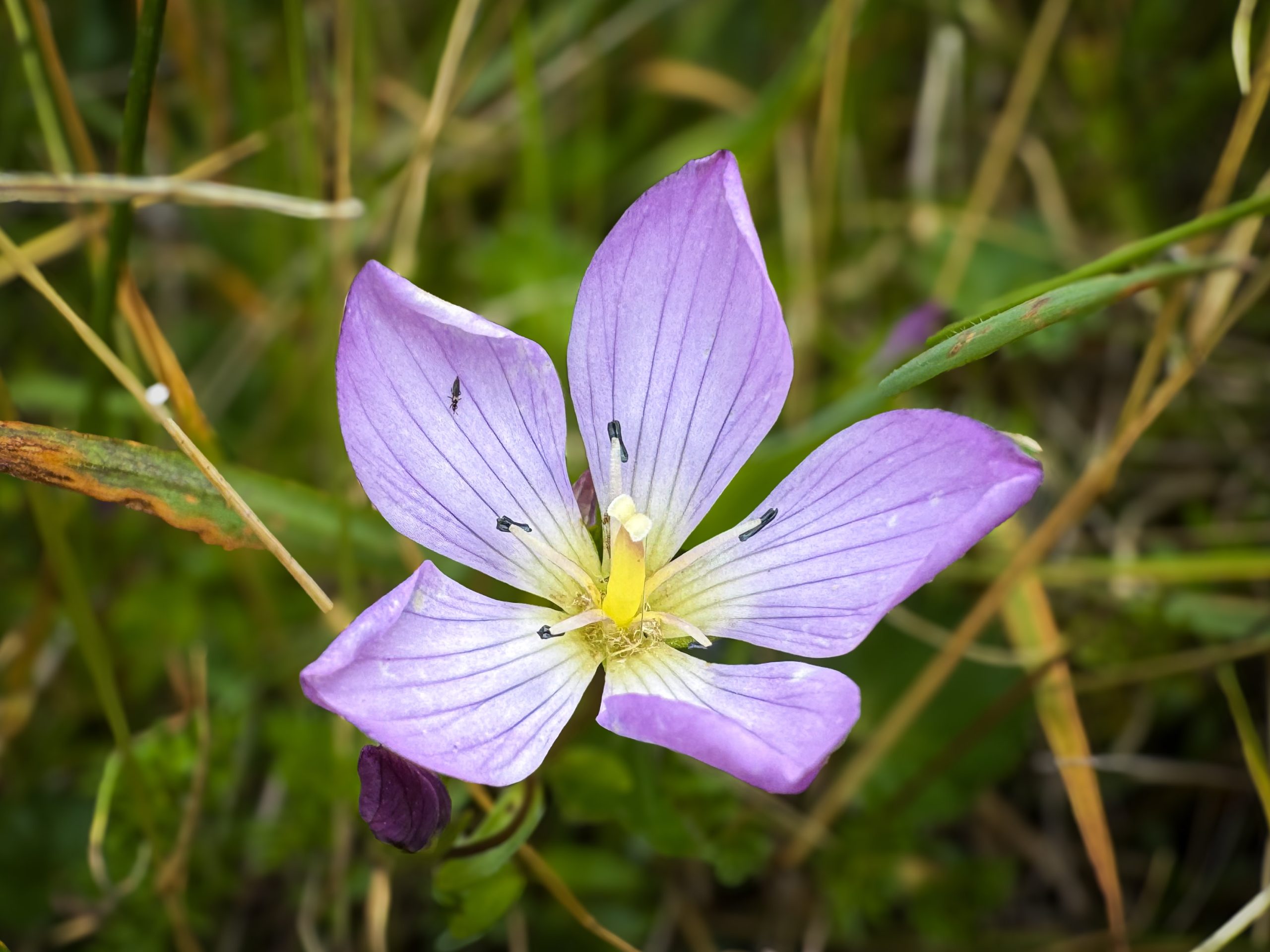 Gentiana, Páramo