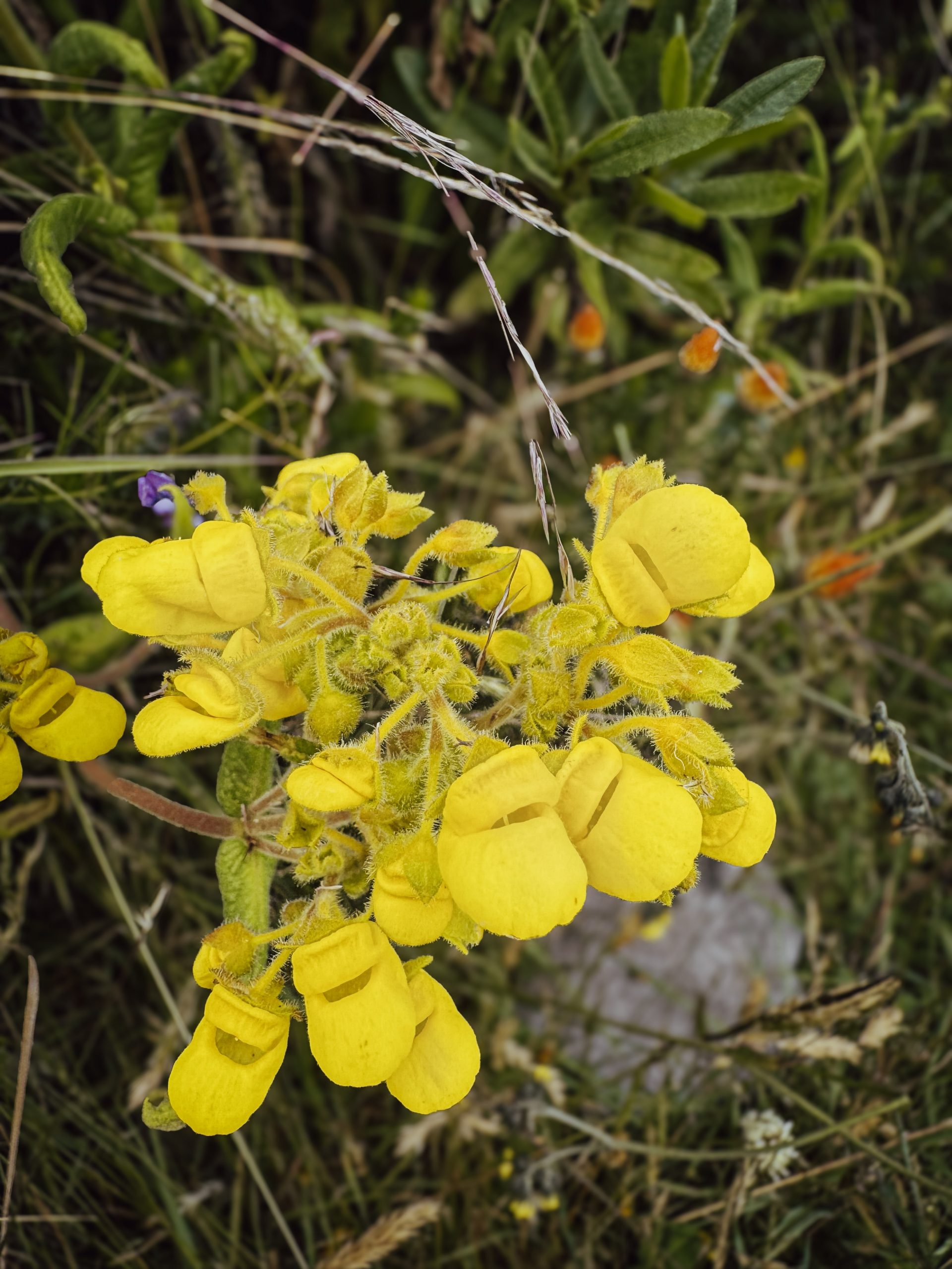 Calceolaria, Páramo