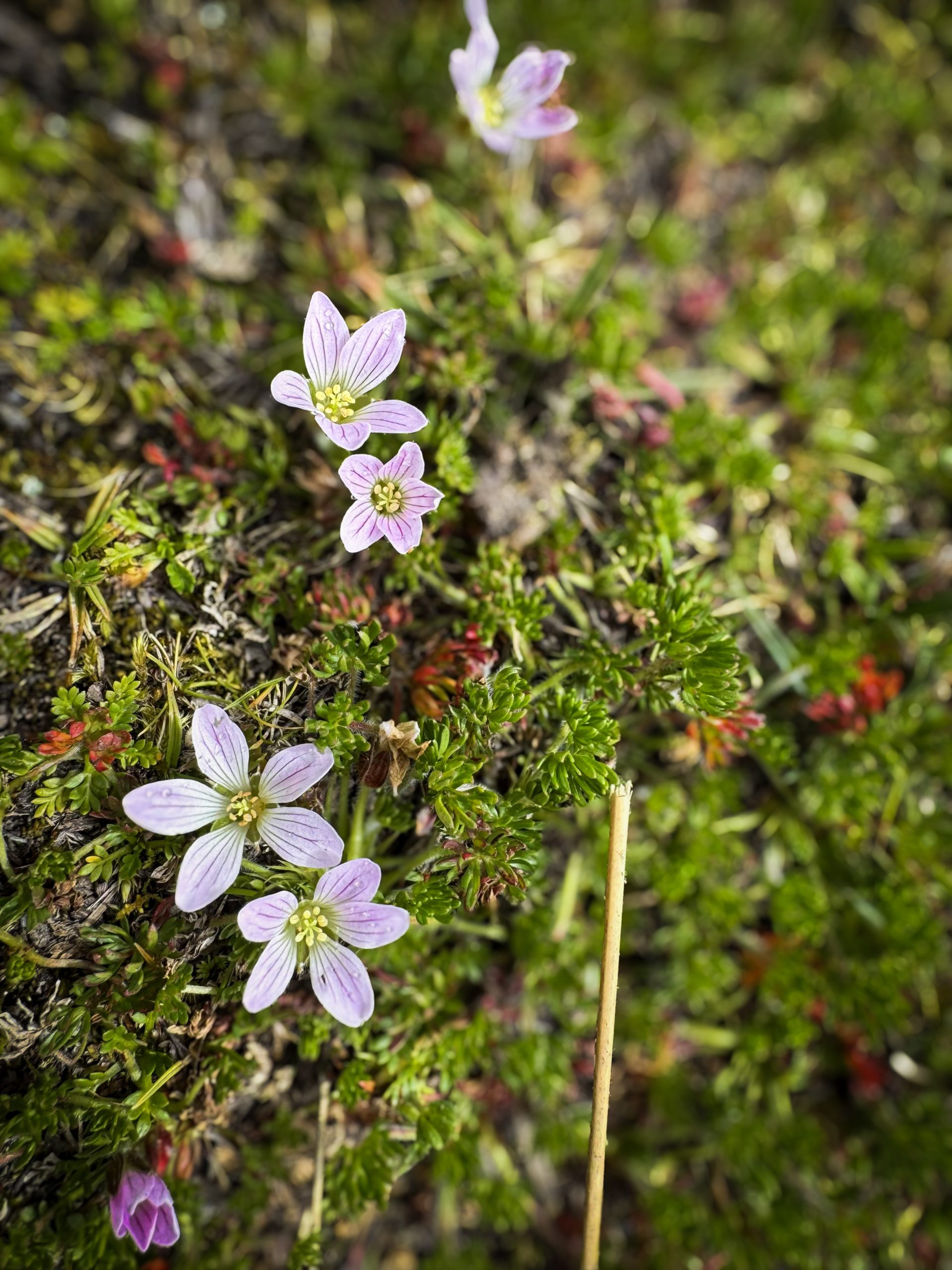 Gentianella, Páramo