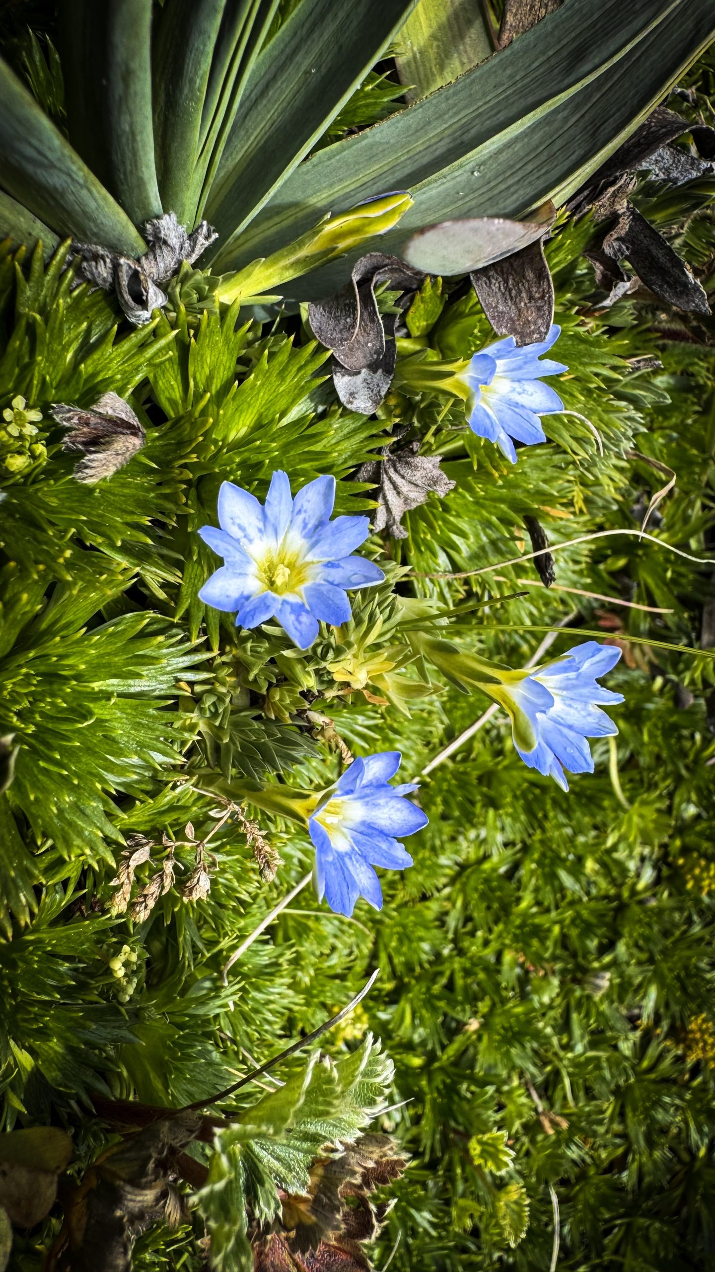 Gentiana sedifolia, Páramo