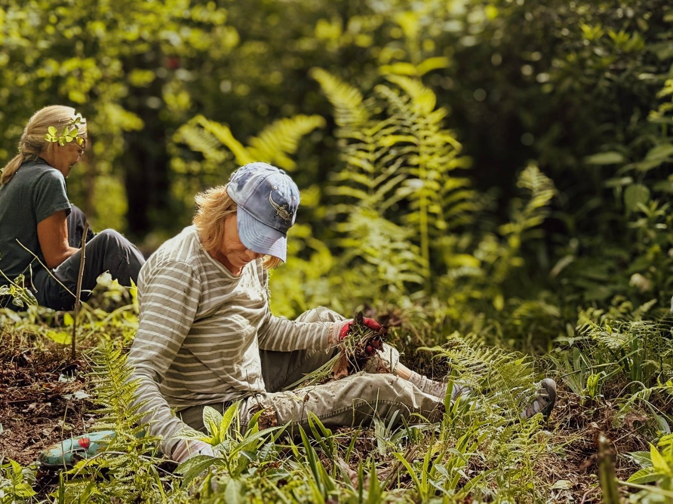 Volunteers kneeling in tall green growth in the Butterfly Garden, pulling grass and weeds with gloved hands amid ferns.