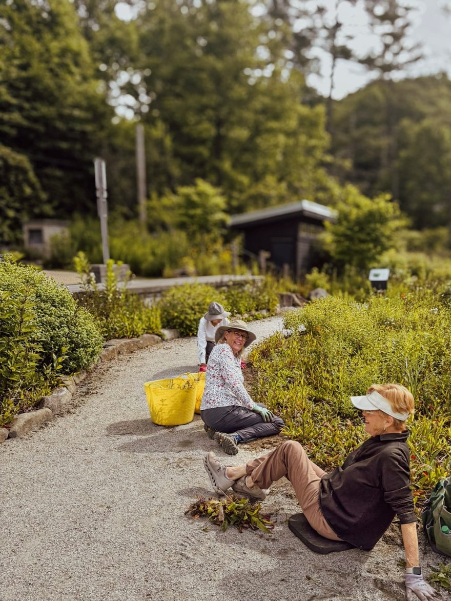 Volunteers kneeling along a planted bed beside a gravel path, a yellow garden bucket between them.