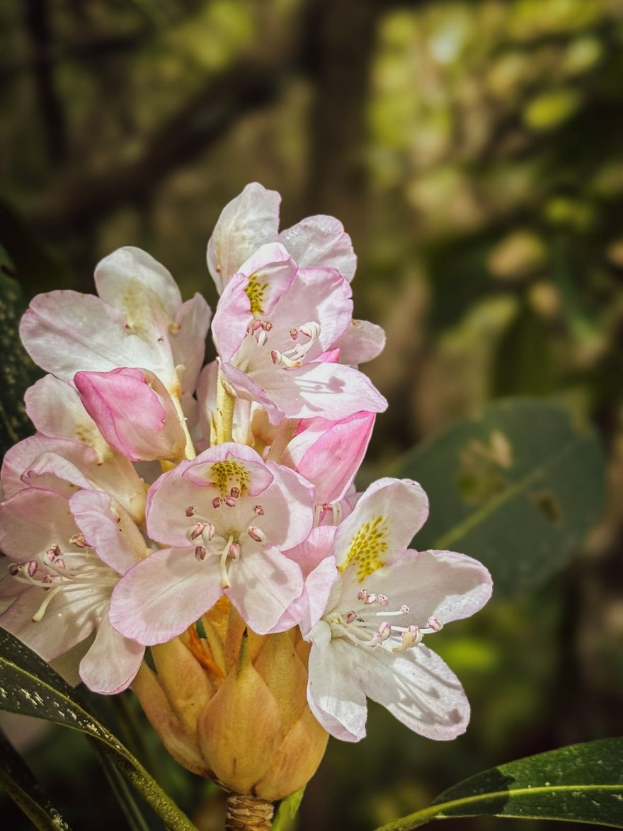 A truss of rosebay rhododendron in bloom, white-to-pink flowers above long leathery evergreen leaves.