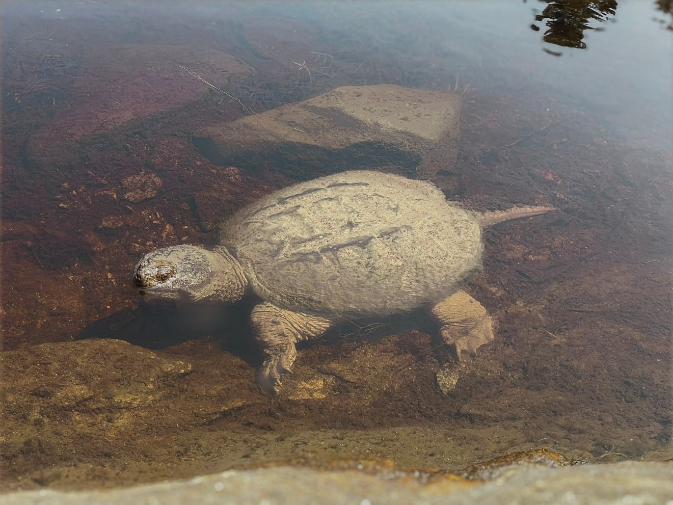 A snapping turtle resting just beneath the surface of the lake.