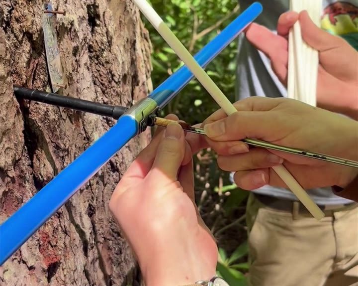 A freshly extracted core is held against the trunk beside the blue increment borer; the wood's rings are visibly narrow.
