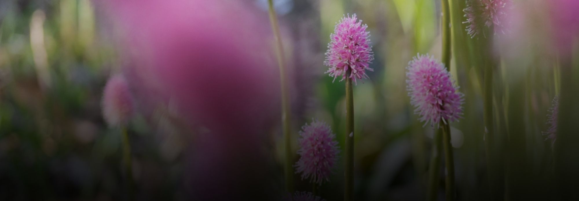 Native plants of the Southern Appalachian landscape