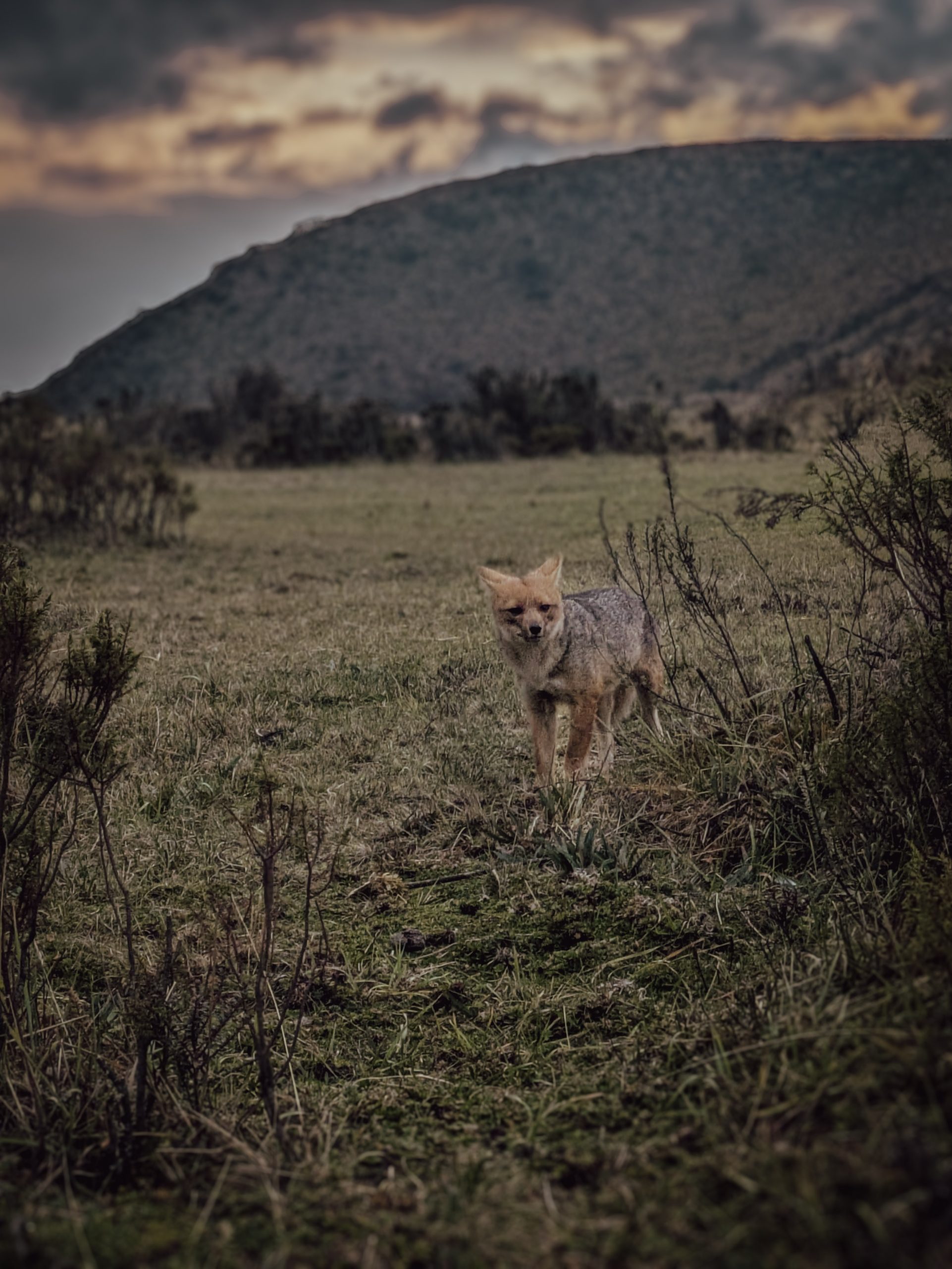 Wildlife photographed at dusk in Ecuador