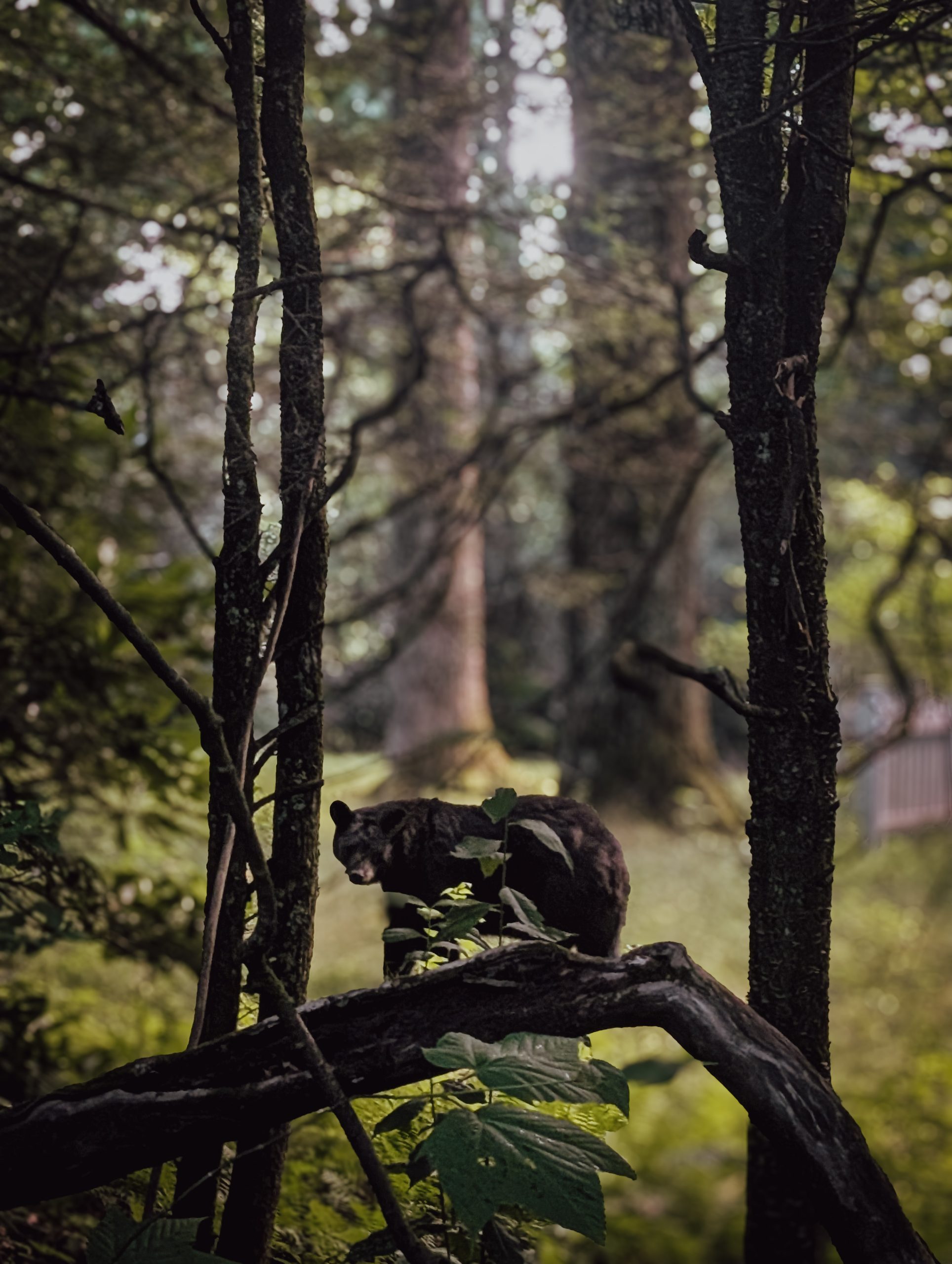 A black bear in the forest near Highlands Biological Station