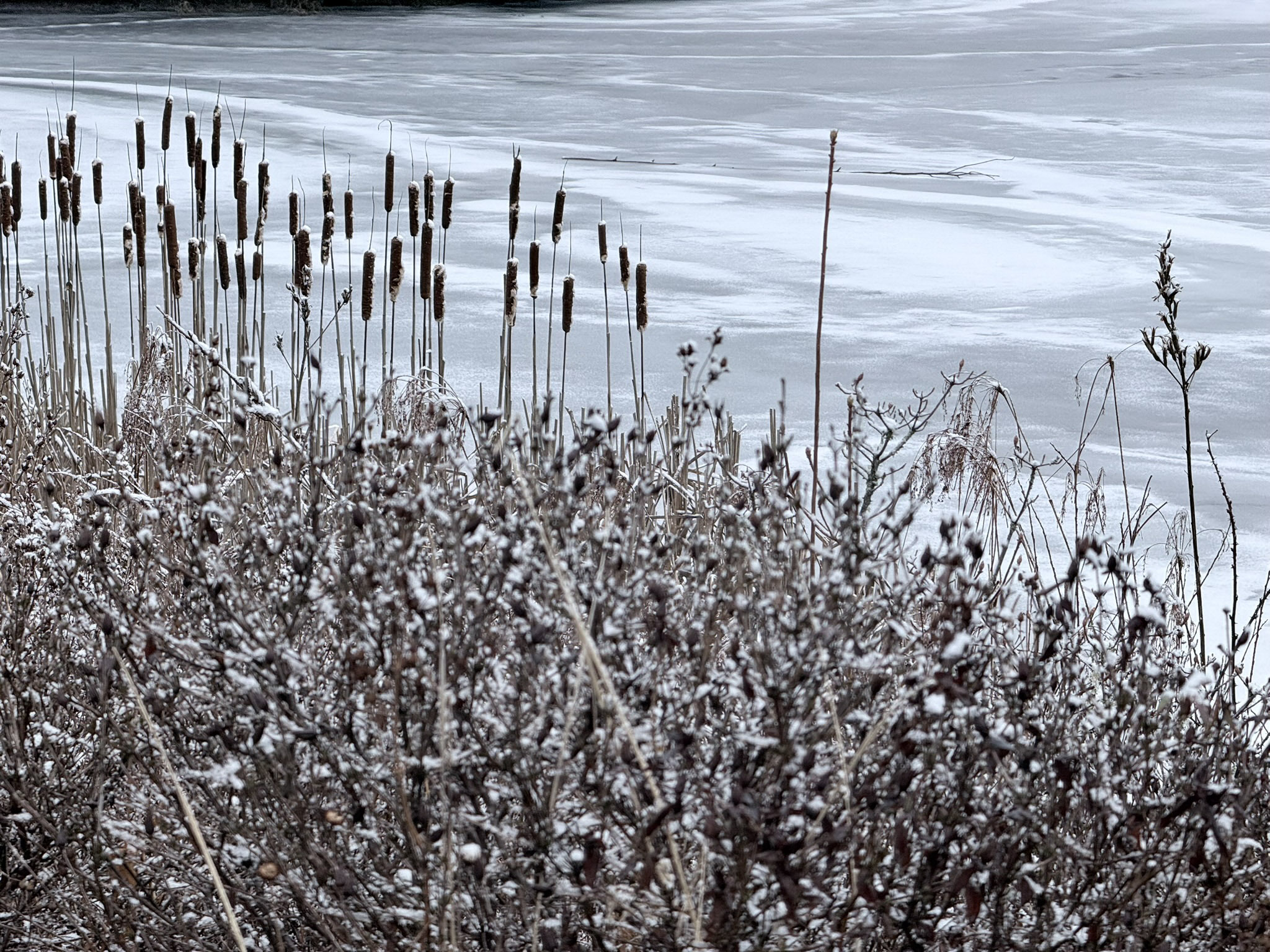 Tall brown cattail seedheads on slender stalks rise above snow-dusted shrubs and dried stems at the edge of a frozen lake, with pale ice stretching to the far shore.