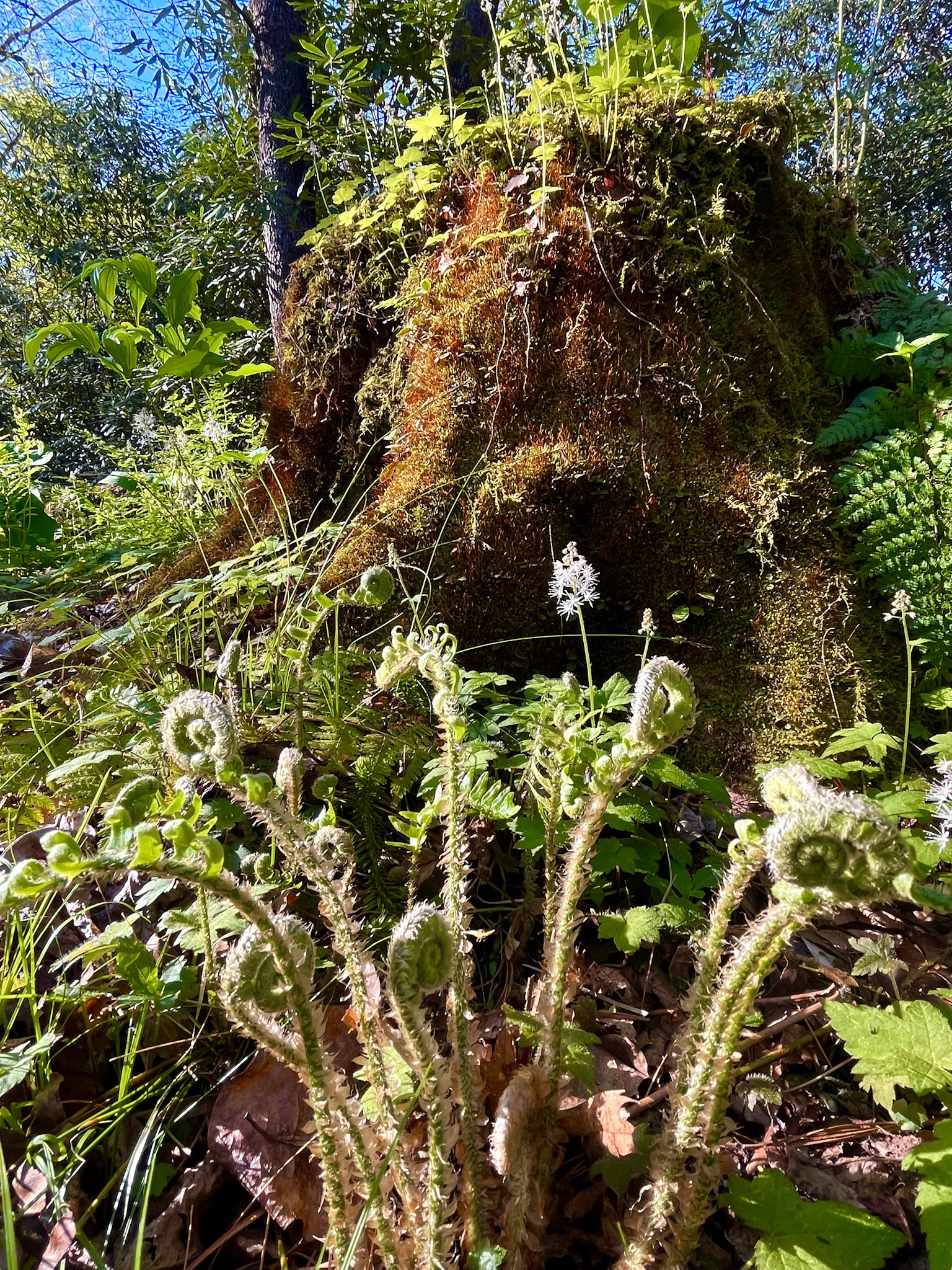 Woolly cinnamon fern fiddleheads uncurling in the foreground with white foamflower blooms and ferns growing on a large moss-covered stump behind them, blue sky visible through trees above.