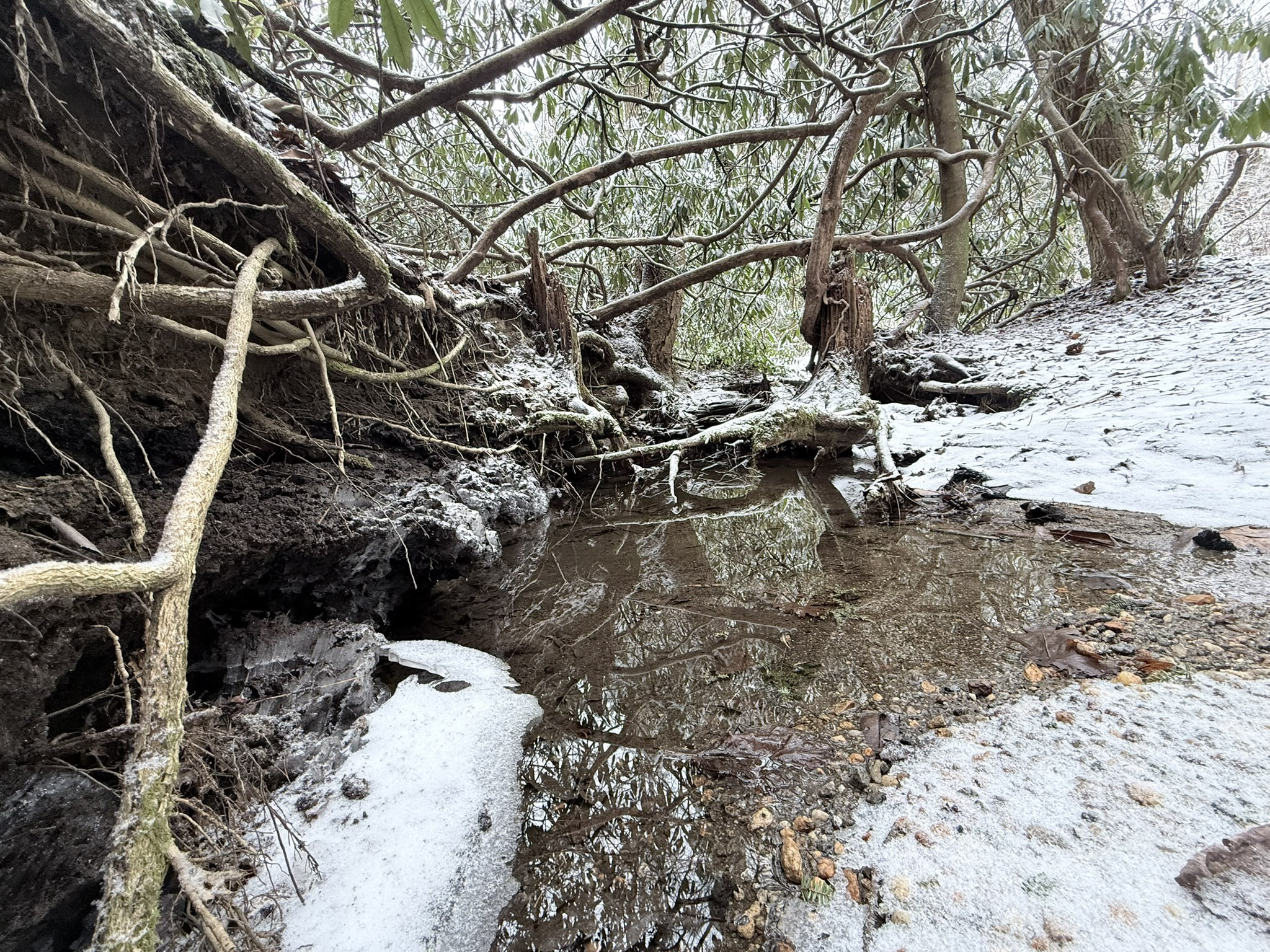 A shallow clear creek reflects overhanging branches beside an eroded bank of exposed roots and dark soil, with snow covering the ground and rhododendron foliage arching overhead.