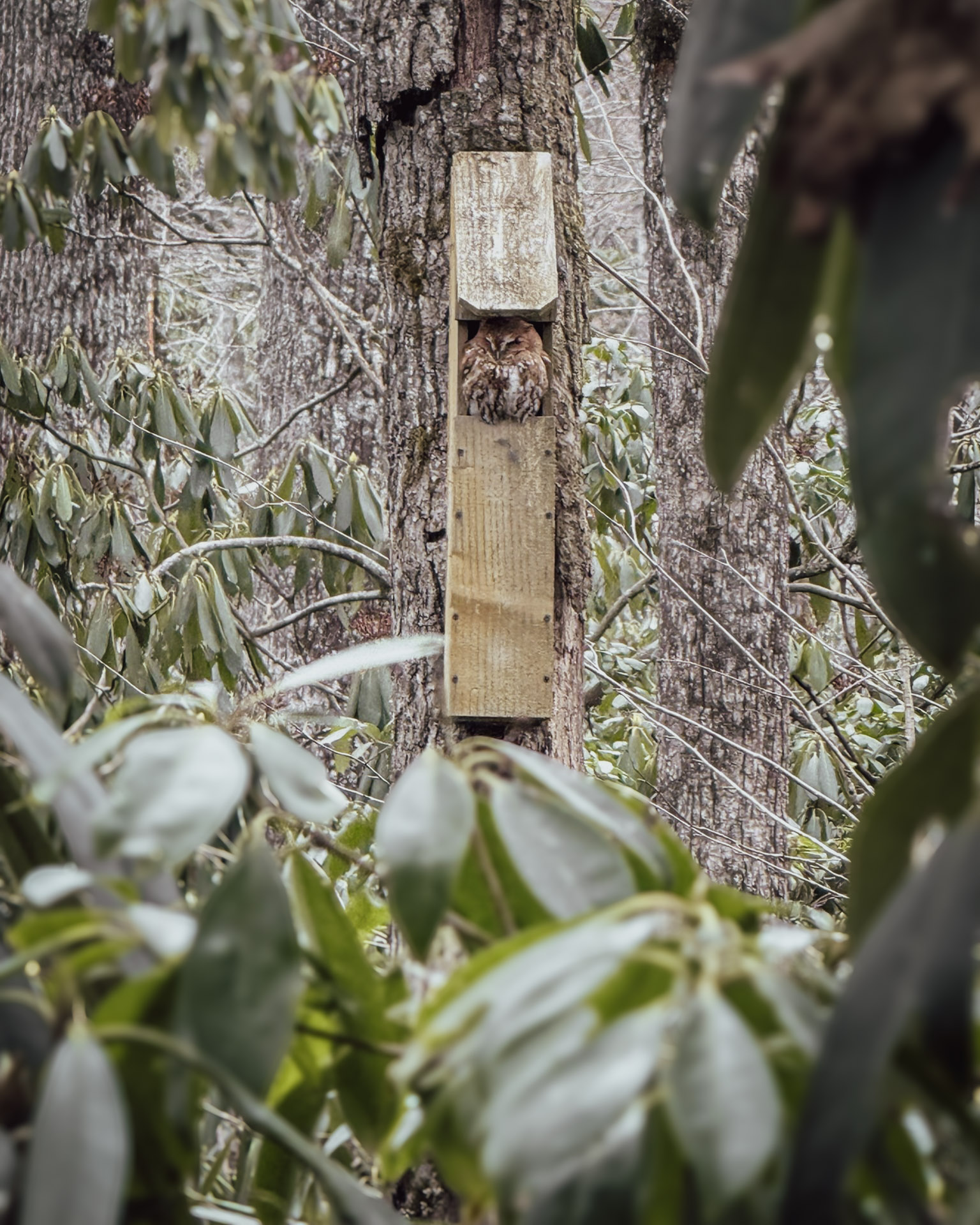 A small rufous-brown eastern screech-owl with closed eyes rests in the opening of a tall wooden nest box mounted on a tree trunk, framed by rhododendron leaves and bare winter branches.