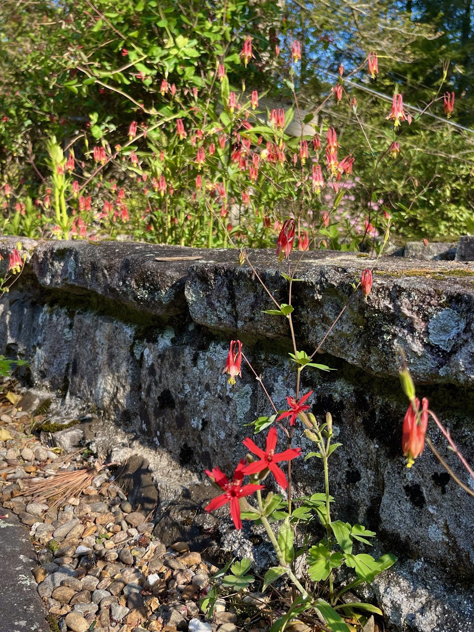 Scarlet fire pink flowers with narrow star-shaped petals bloom at the base of a lichen-covered stone wall, with red-and-yellow nodding columbine flowers massed on the slope above and a gravel path in the foreground.